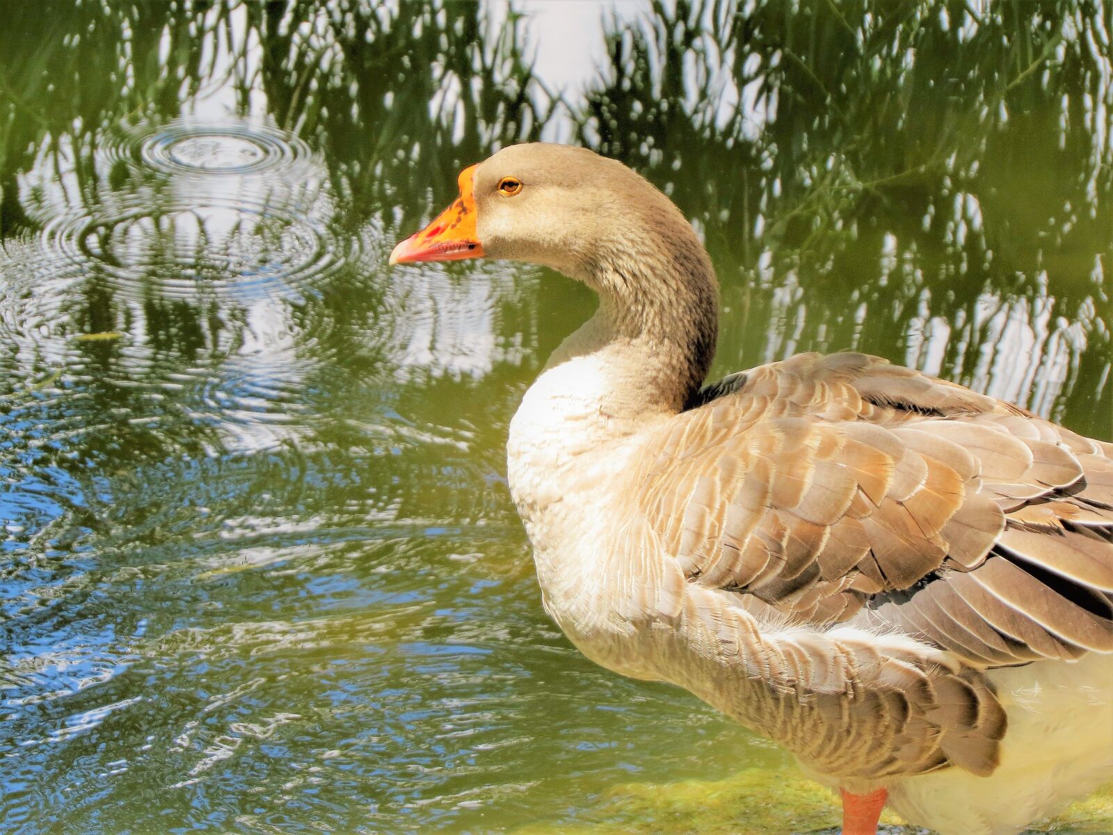 Canon PowerShot SX50 HS sample photo. Water fowl, colorful, wildlife photography