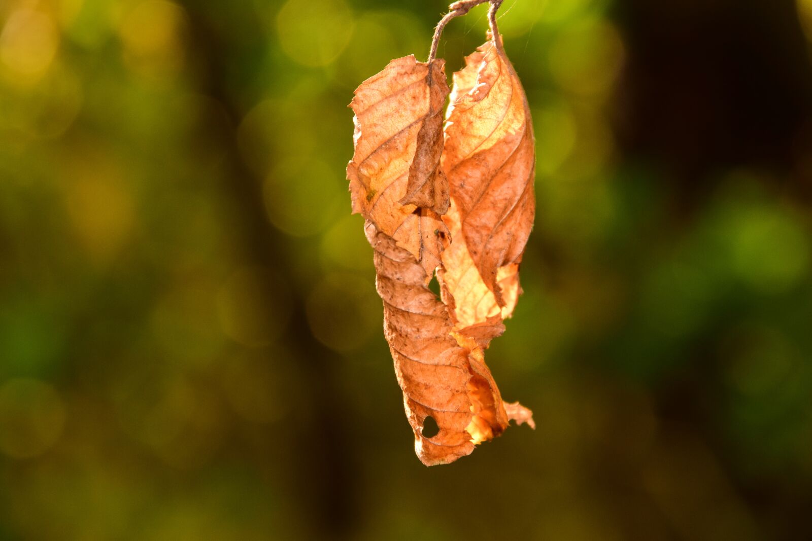 Nikon D3300 sample photo. Leaves, beech, nature photography