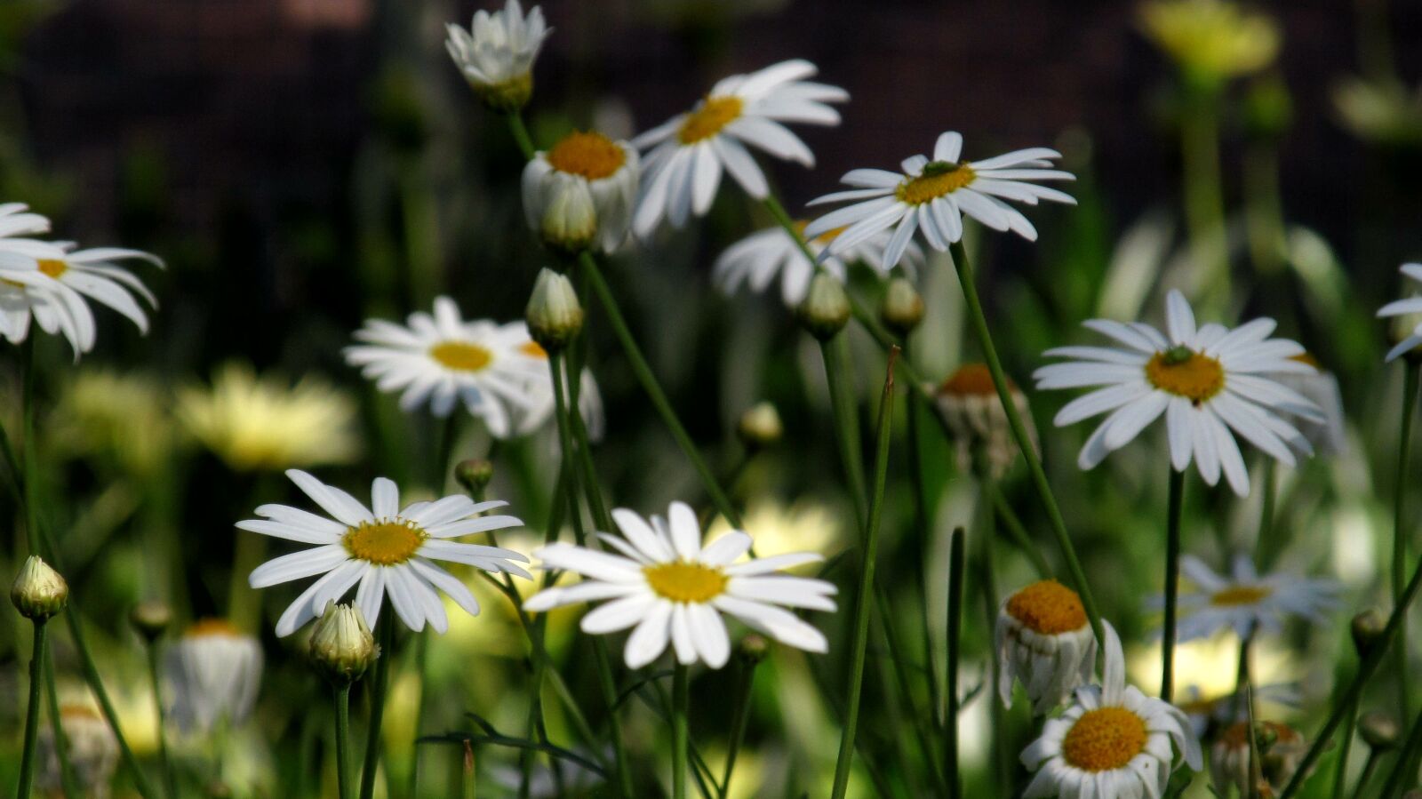Canon PowerShot SX150 IS sample photo. Flower, garden, gaza photography