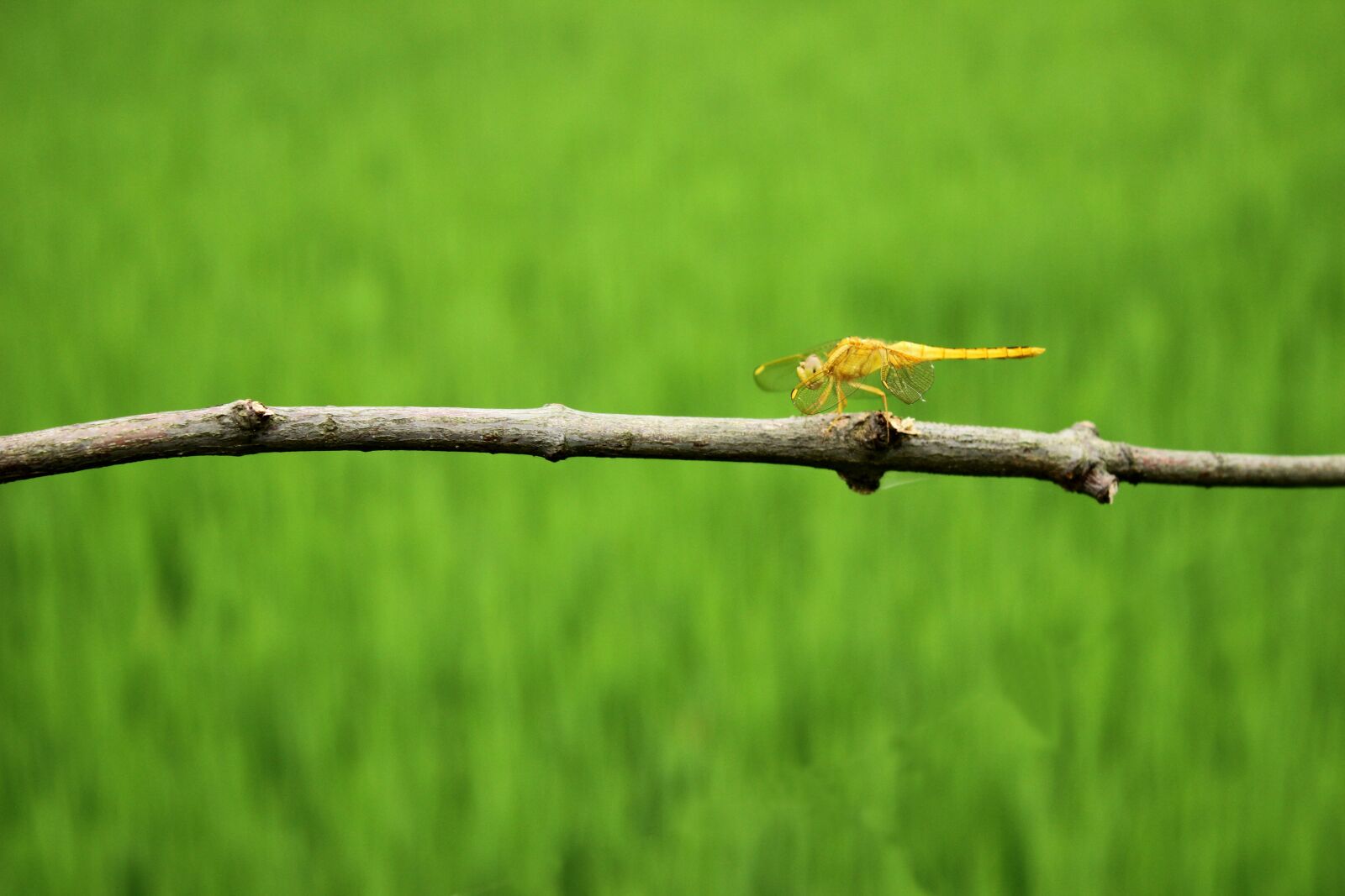 Canon EOS 600D (Rebel EOS T3i / EOS Kiss X5) sample photo. Dragonfly, rice, branch photography