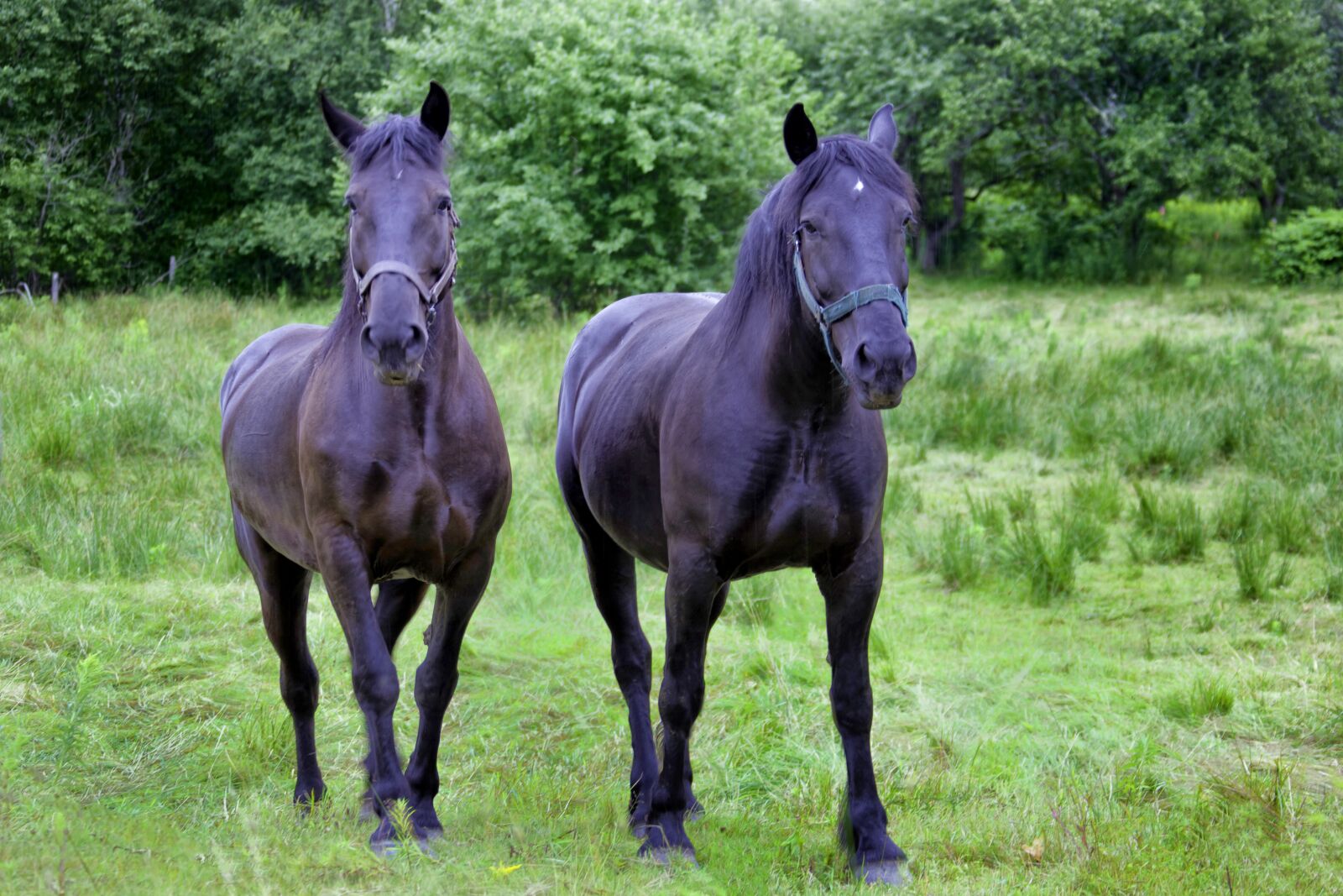 Canon EOS 5D Mark II + Canon EF 28-300mm F3.5-5.6L IS USM sample photo. Farm, black, equestrian photography