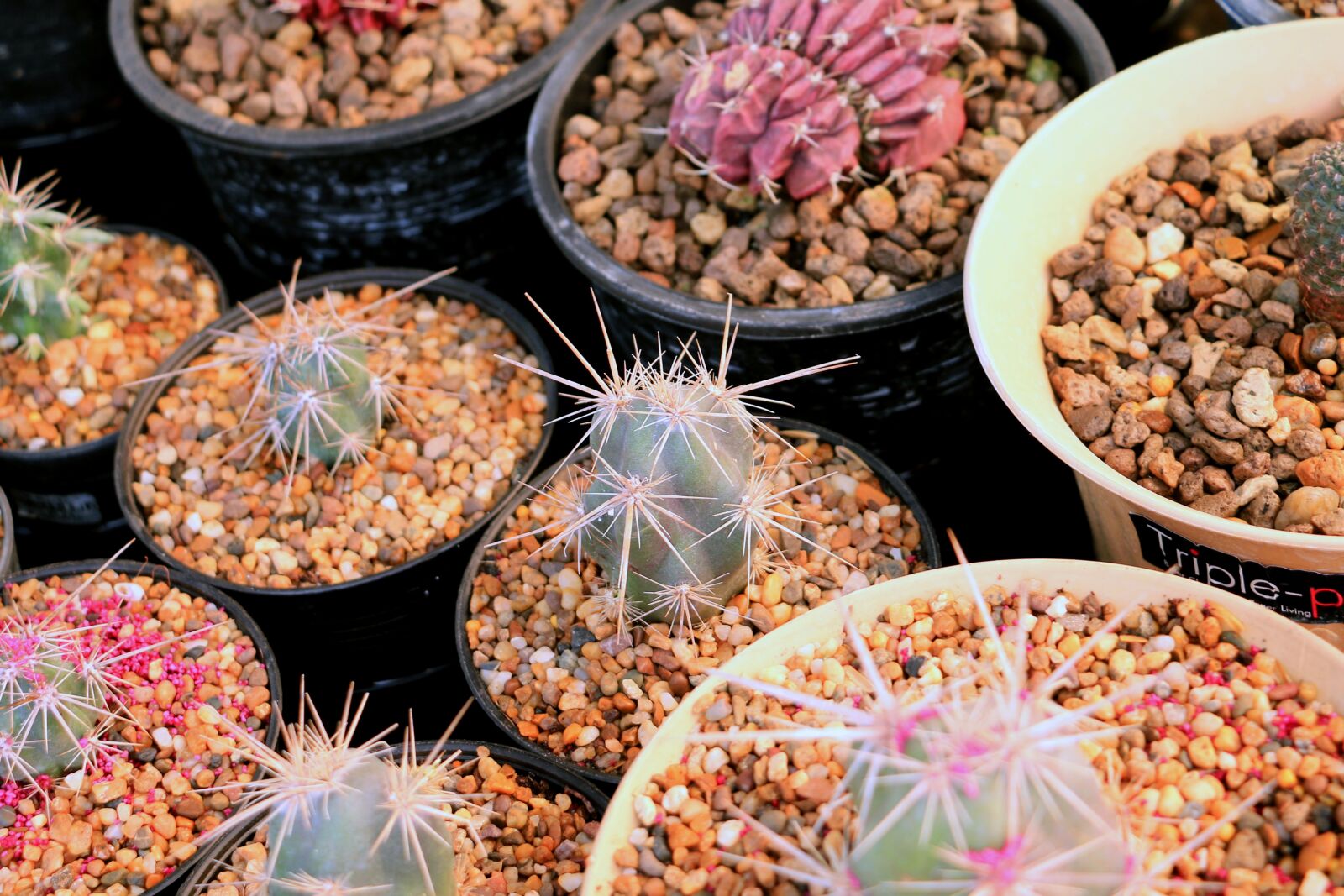 Canon EOS 70D sample photo. Cactus, green, plant photography