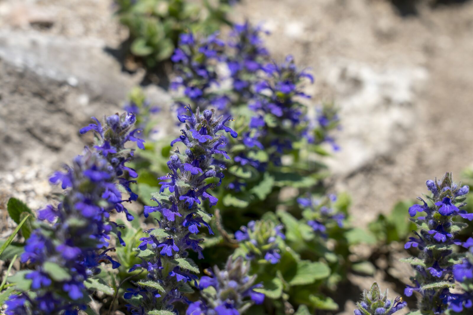 Sony FE 24-105mm F4 G OSS sample photo. Flowers, nature, purple photography