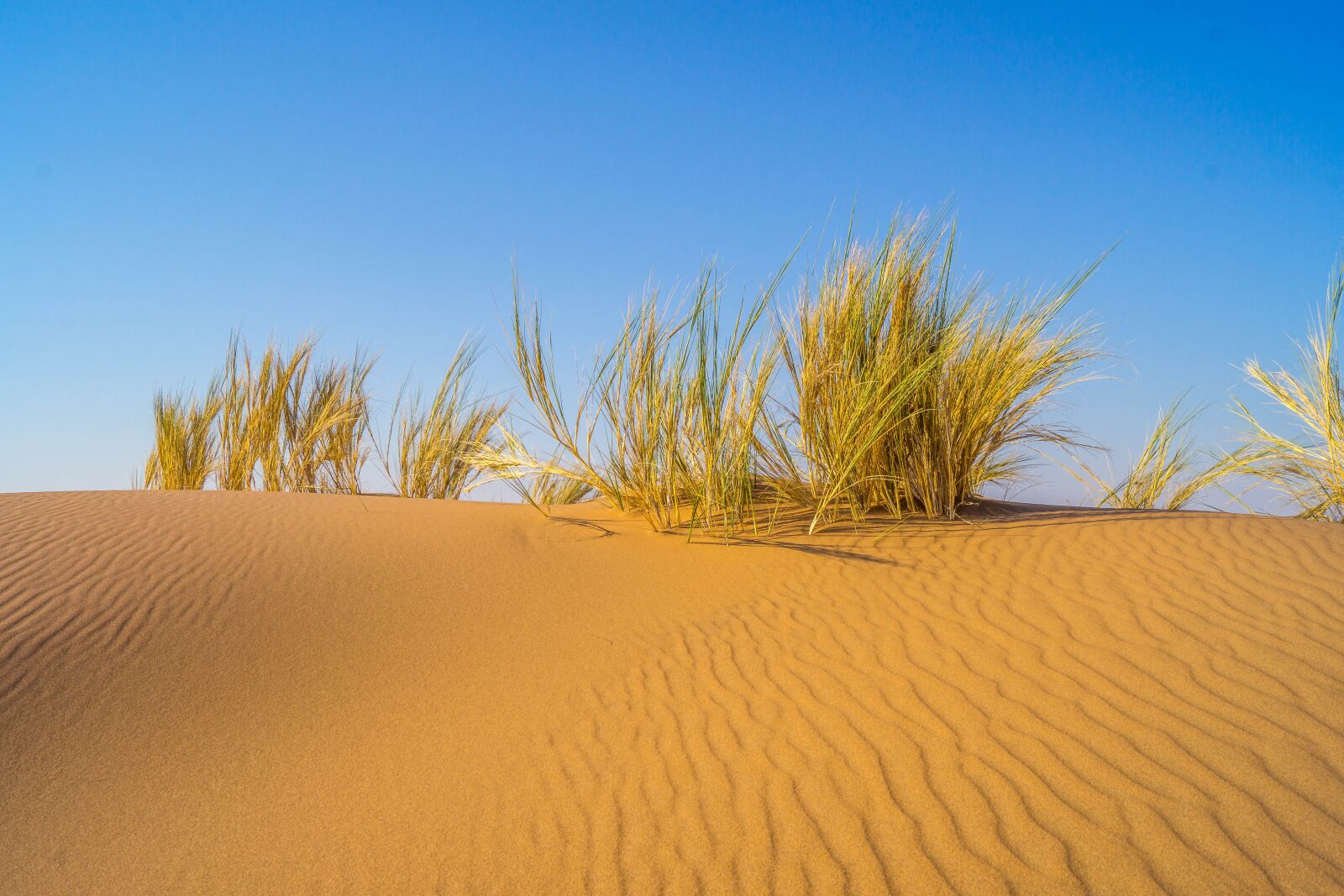 Sony SLT-A65 (SLT-A65V) + Sony DT 18-55mm F3.5-5.6 SAM sample photo. Dessert, sand, dune photography