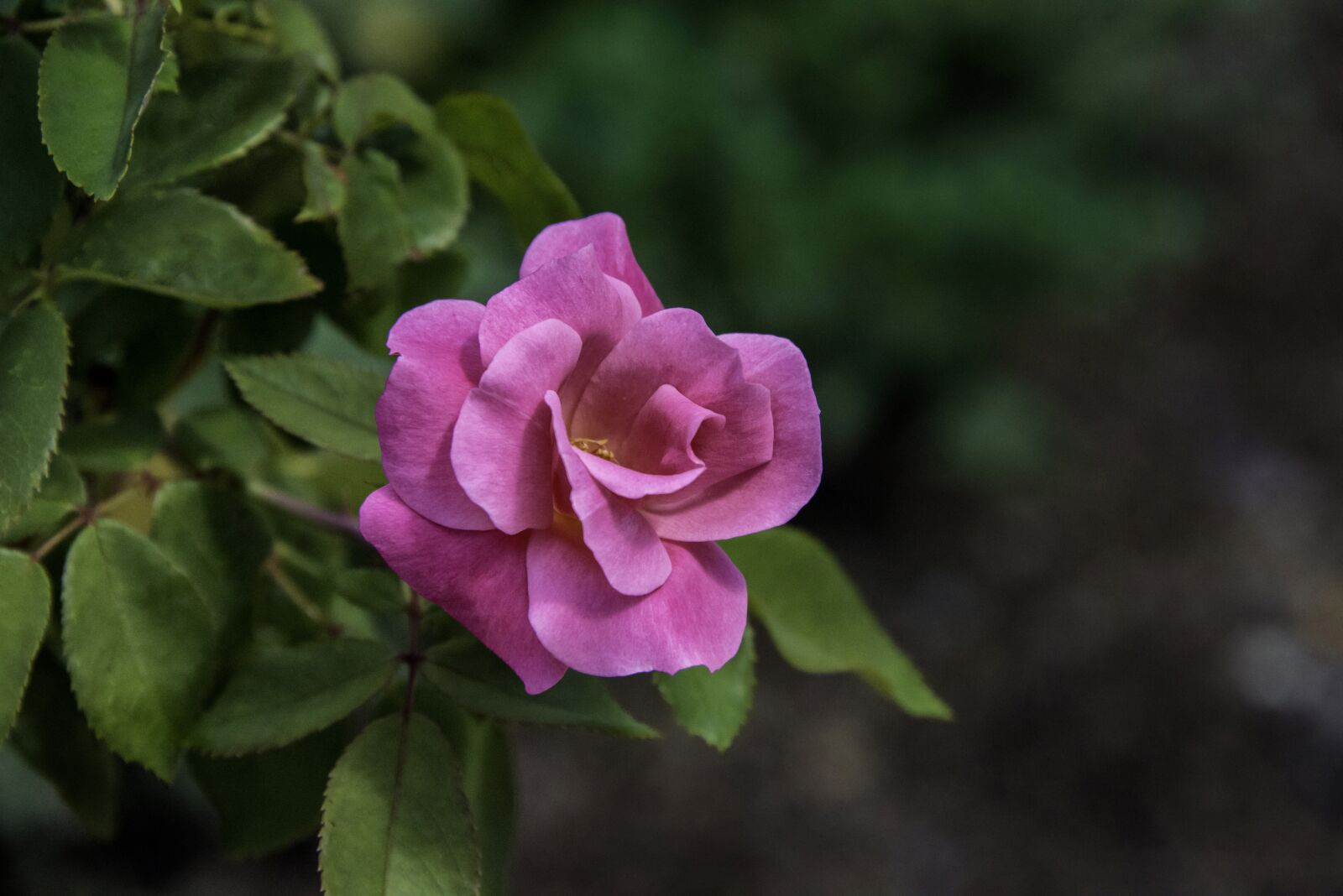 Nikon D800 sample photo. Rose, flower, pink photography