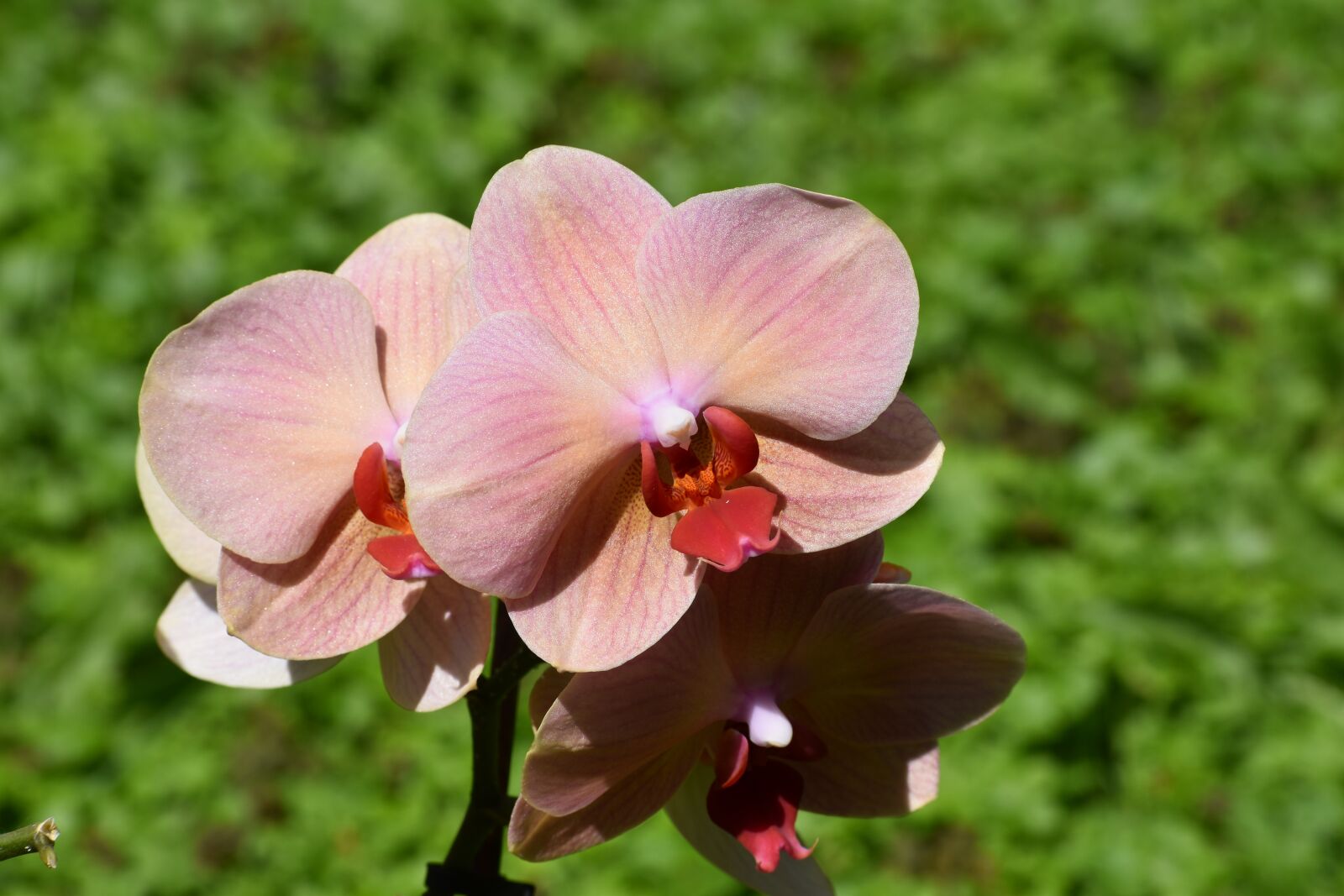 Nikon D3500 sample photo. Flowers, spring, flora photography
