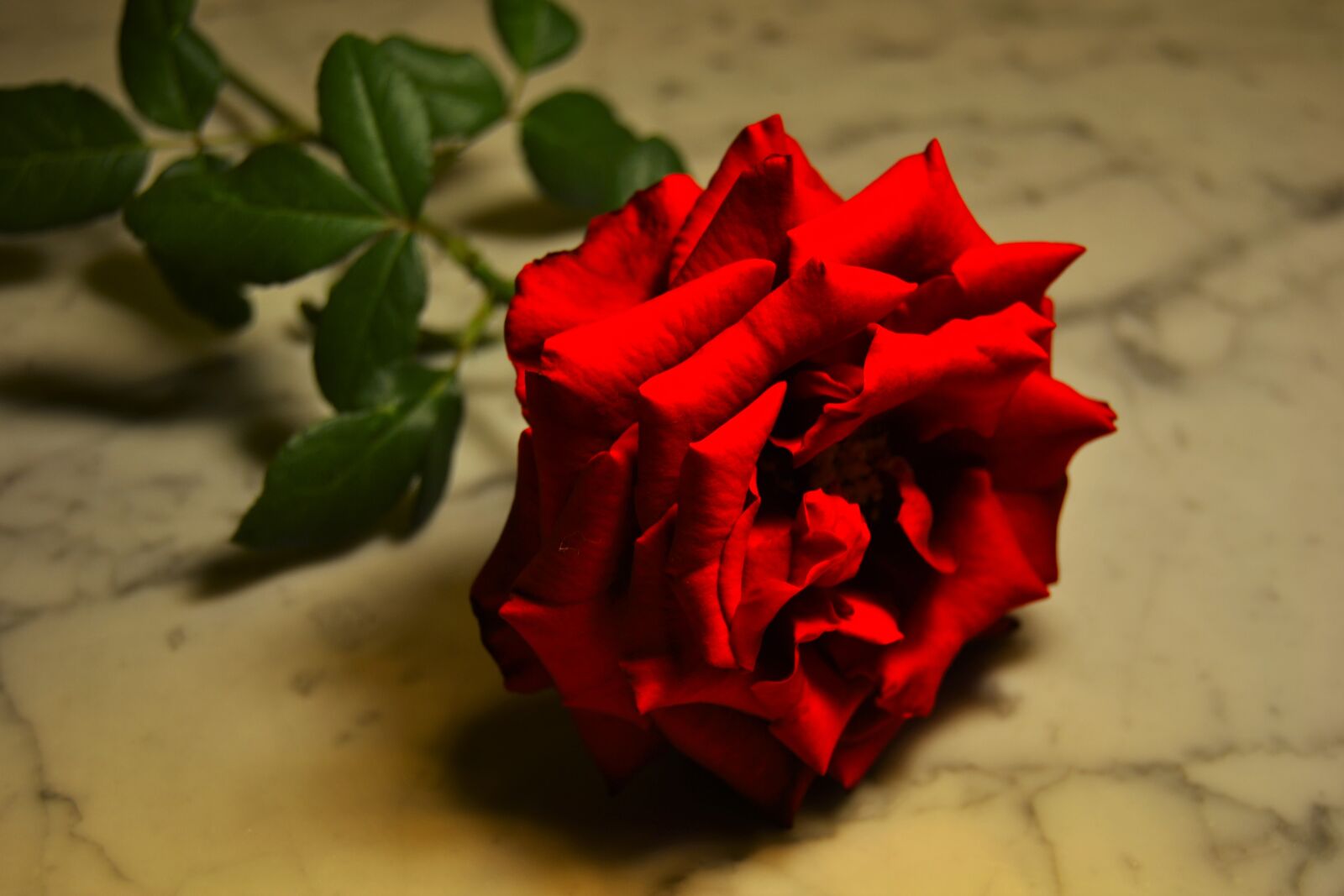 Nikon D3100 sample photo. Rose, red, marble, flower photography