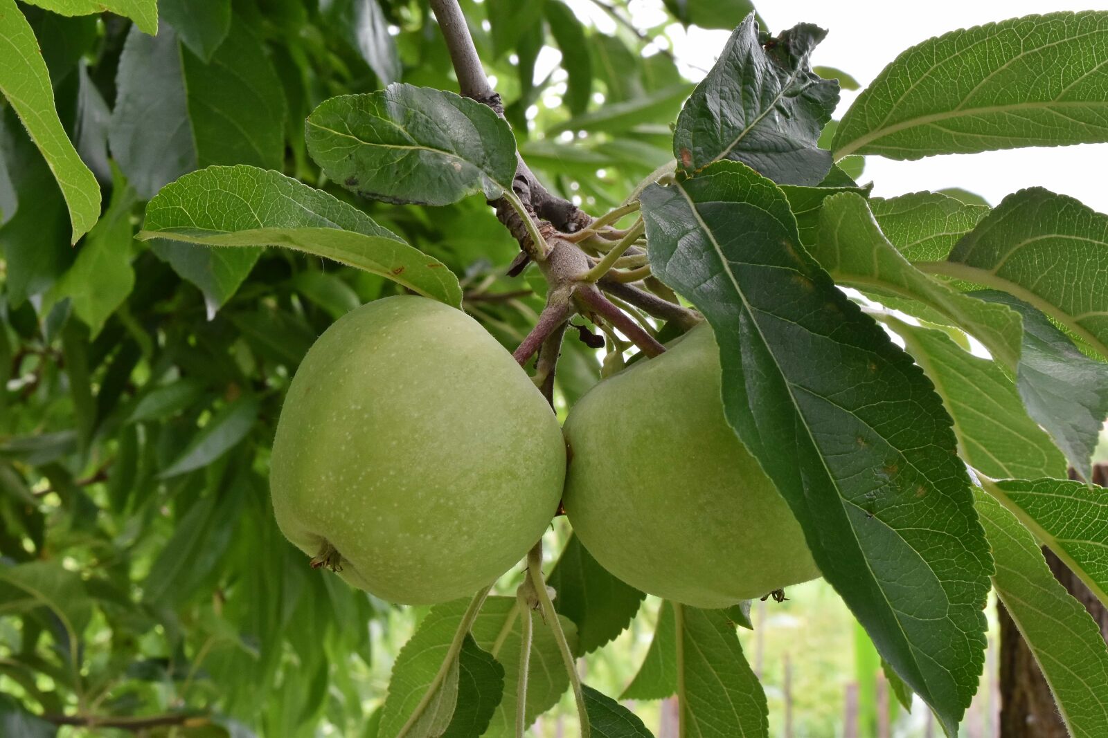 Nikon D5500 sample photo. Apple tree, apples, branches photography