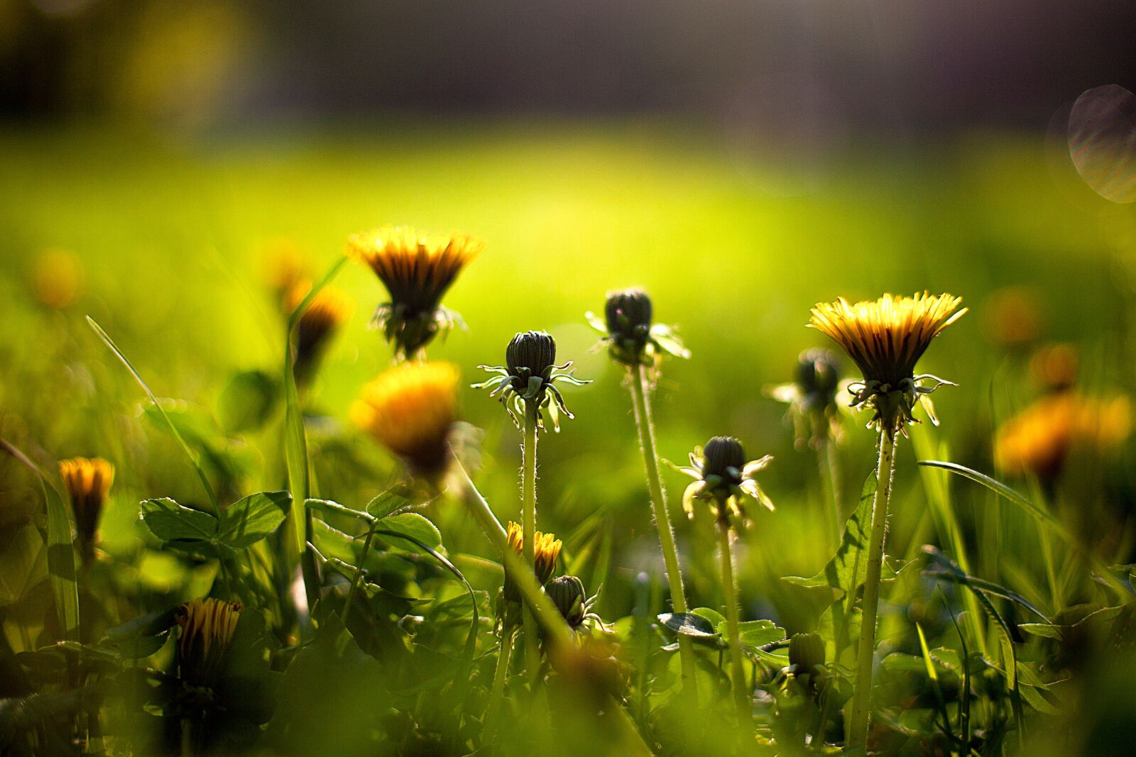 Canon EF 50mm F1.4 USM sample photo. Grass, nature, plant photography