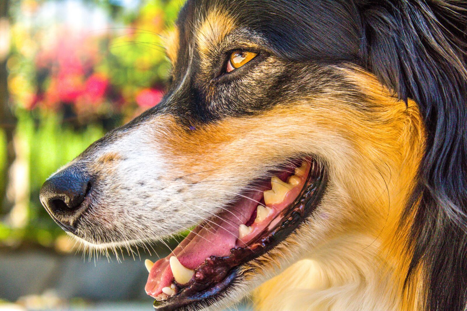 Canon EOS 1300D (EOS Rebel T6 / EOS Kiss X80) sample photo. Australian shepherd, dog, domestic photography