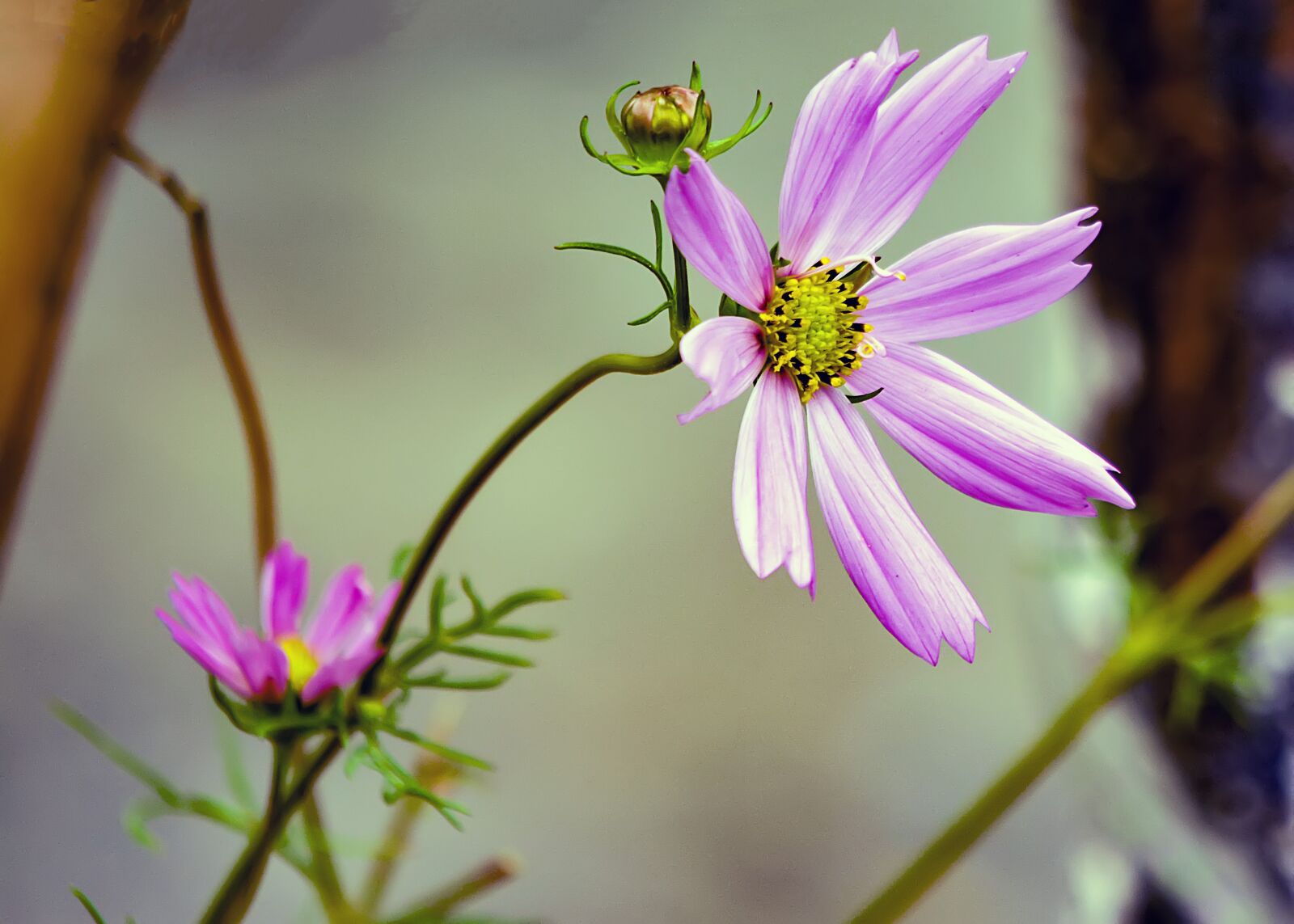 Nikon D5200 sample photo. Cosmos, flower, pink photography
