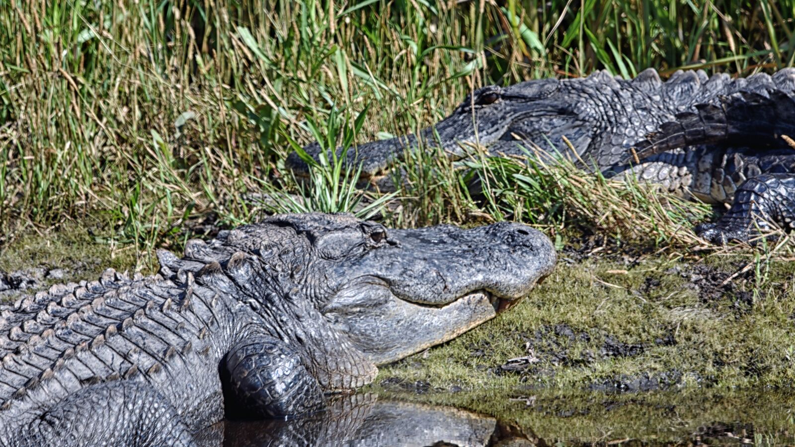 Nikon D7200 sample photo. Alligators, usa, florida photography