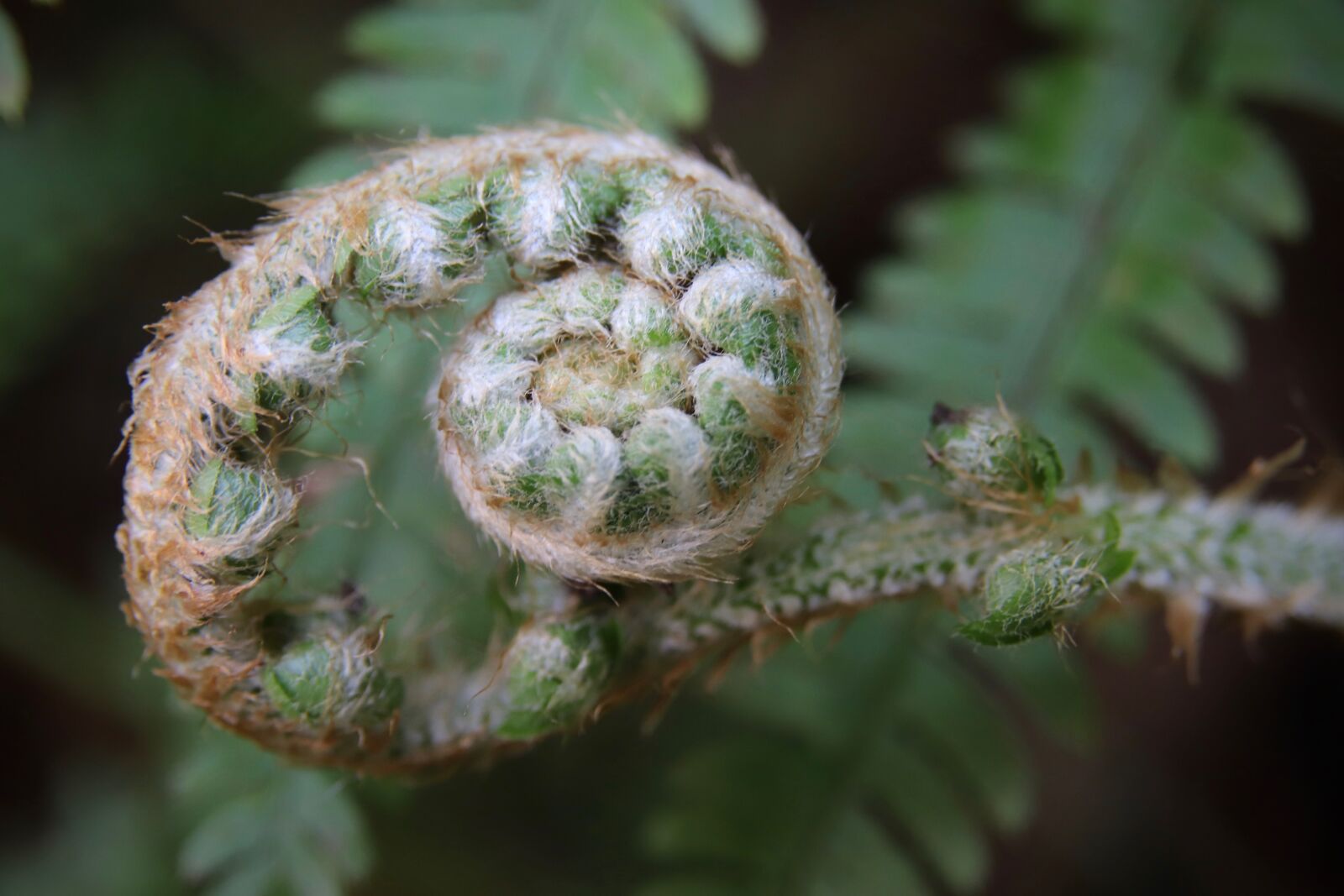 Canon EOS 800D (EOS Rebel T7i / EOS Kiss X9i) sample photo. Fern, green, garden photography