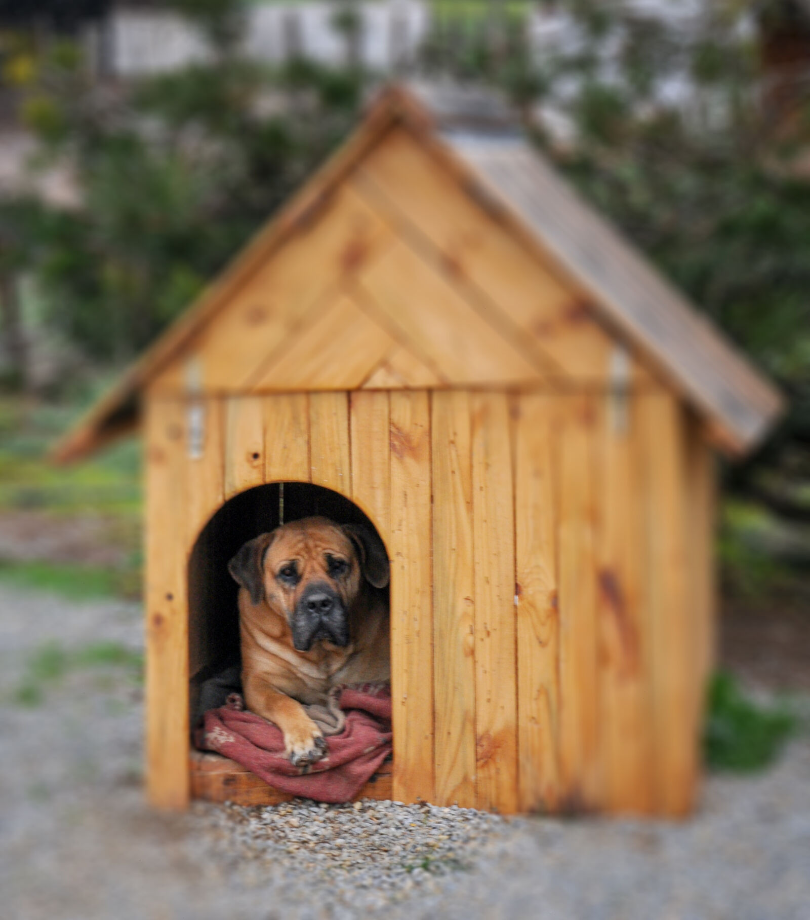 Nikon D90 sample photo. Animal, dog, domestic, animal photography