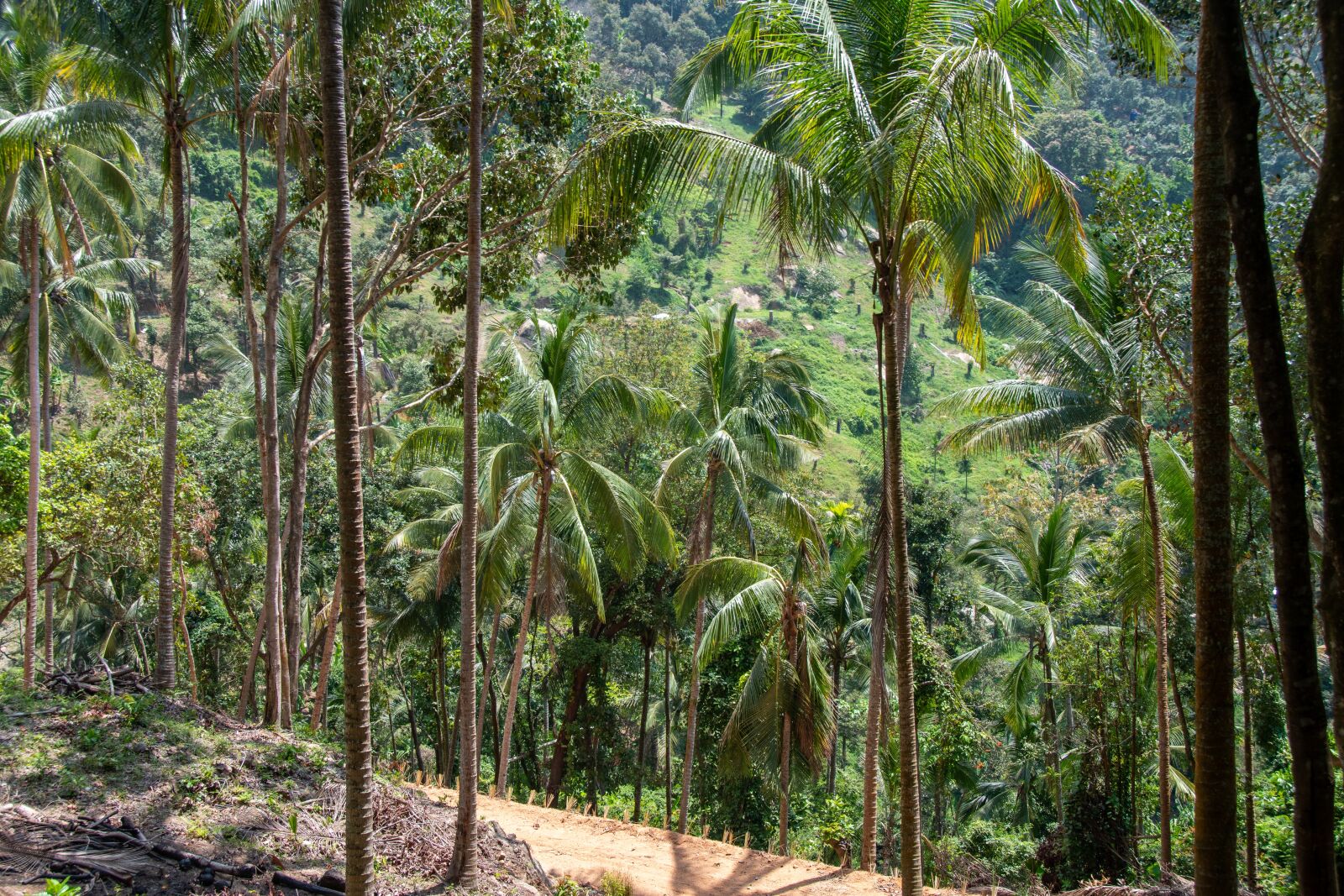 Nikon D5600 sample photo. Mountains, nature, landscape photography