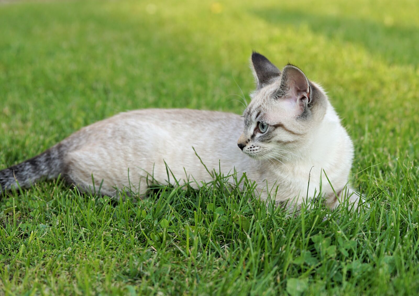 Sony a6000 + E 60mm F2.8 sample photo. Cat, garden, pet photography