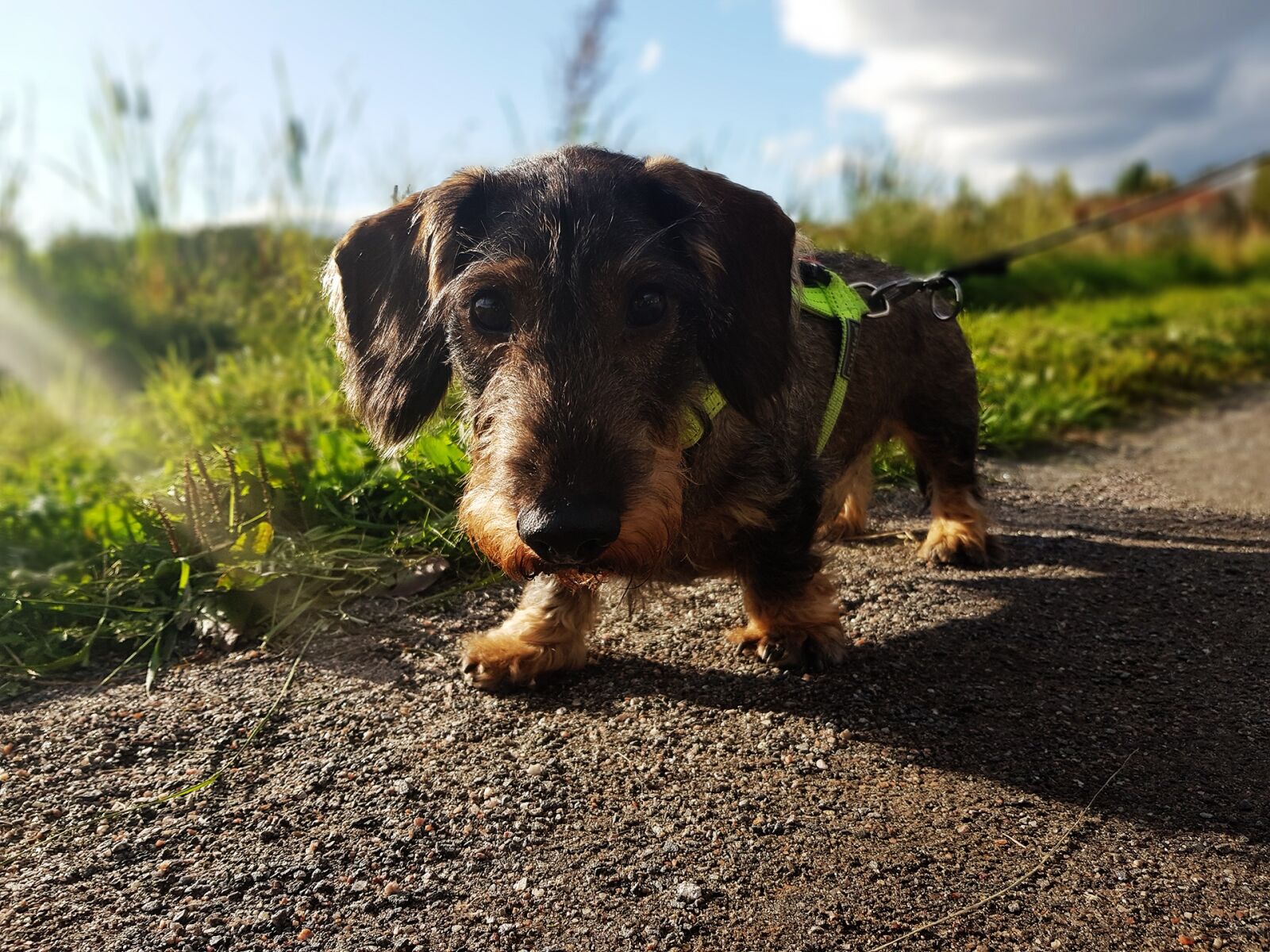 Samsung Galaxy S8 sample photo. Dachshund, dog, brown photography