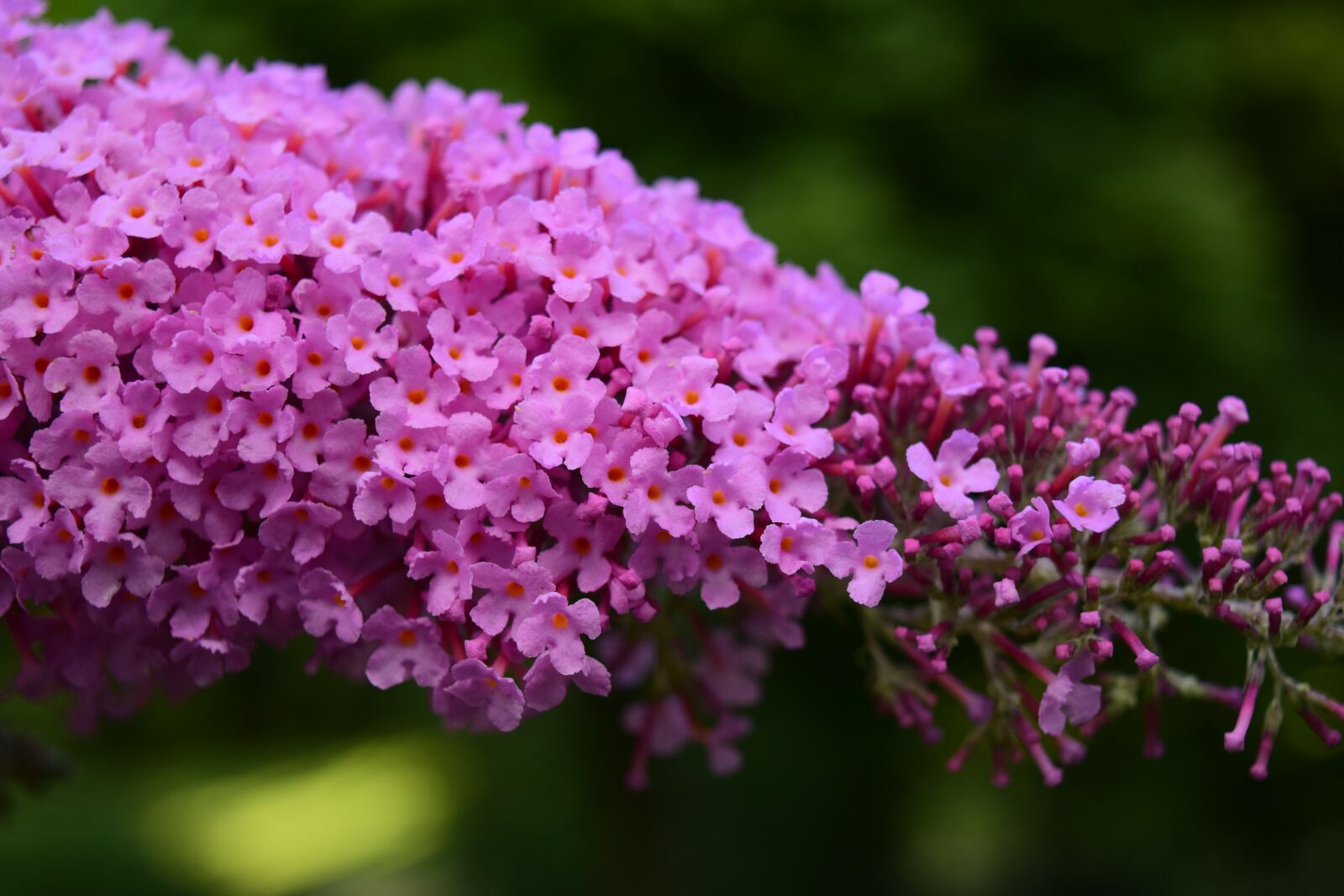 Nikon D3300 sample photo. Lilac, close up, blossom photography