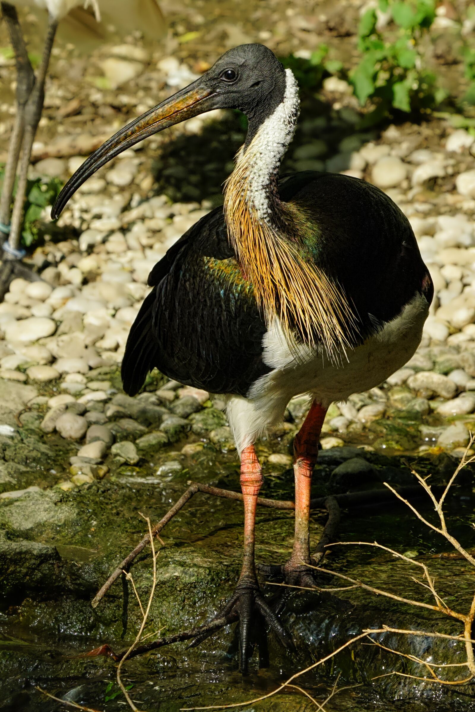 Sony a6300 sample photo. Animal, bird, ibis photography