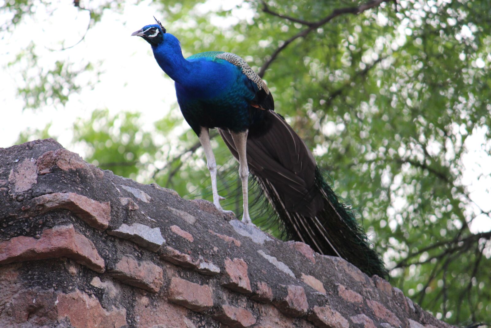 Canon EOS 700D (EOS Rebel T5i / EOS Kiss X7i) sample photo. Peacock, bird, bird of photography