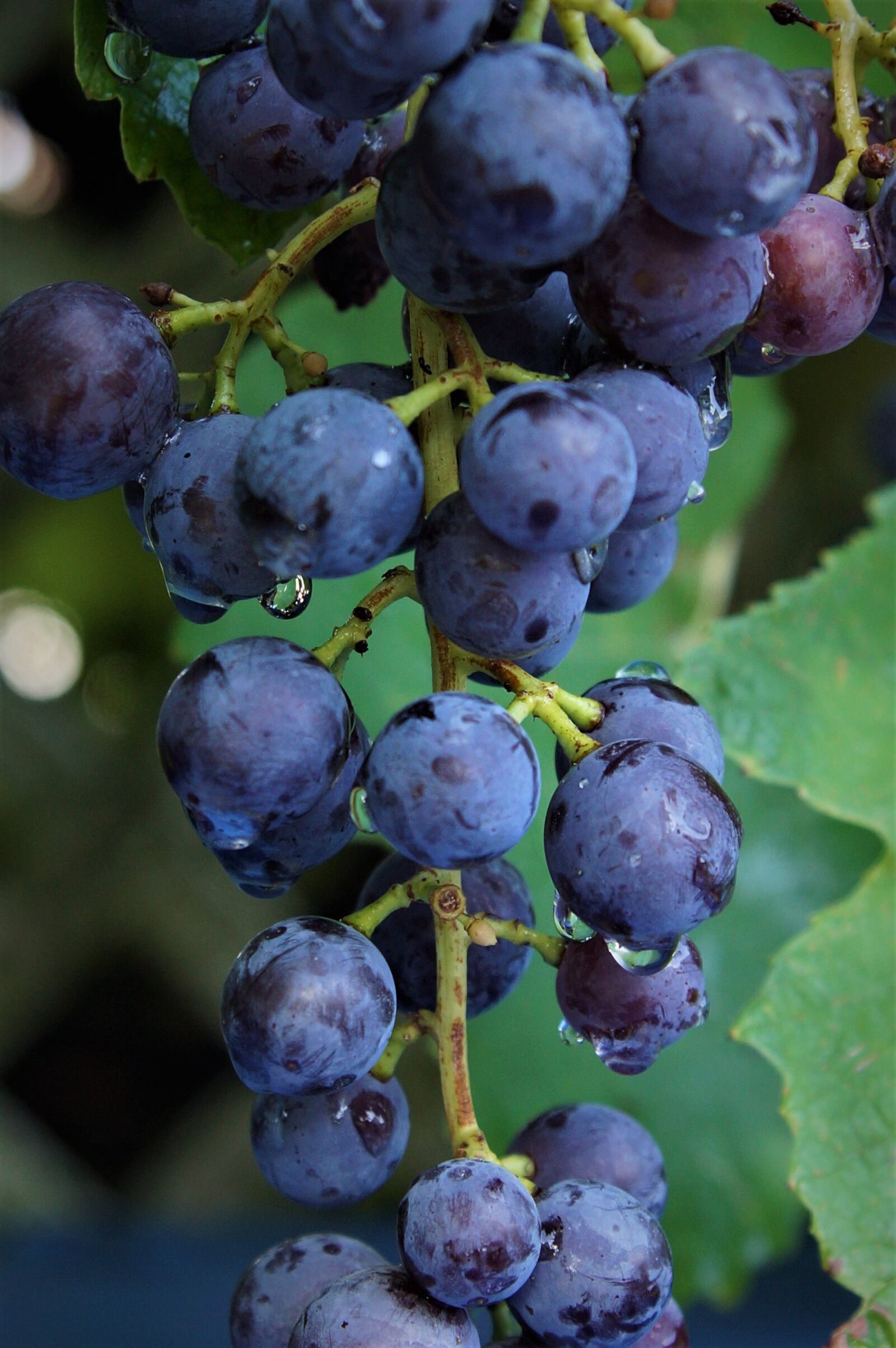 Sony SLT-A65 (SLT-A65V) + 24-70mm F2.8 sample photo. Plant, grapes, fruits photography