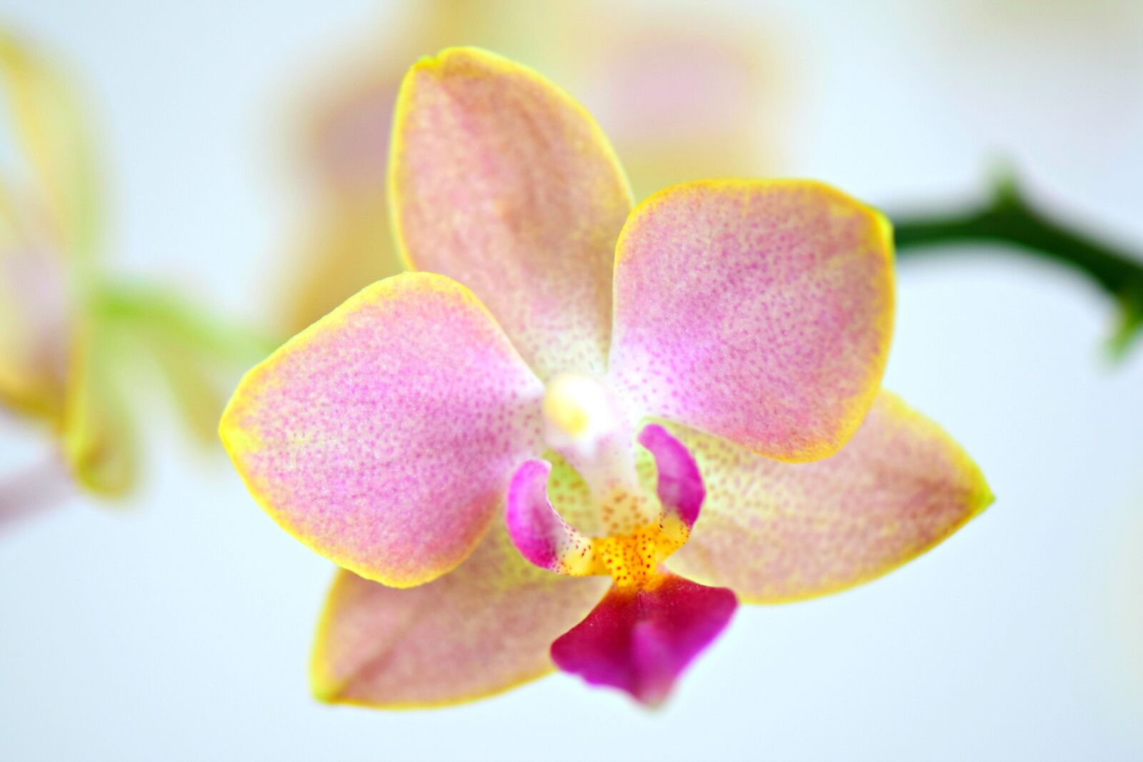 Nikon D5300 sample photo. Phalaenopsis, orchids, orchidee photography