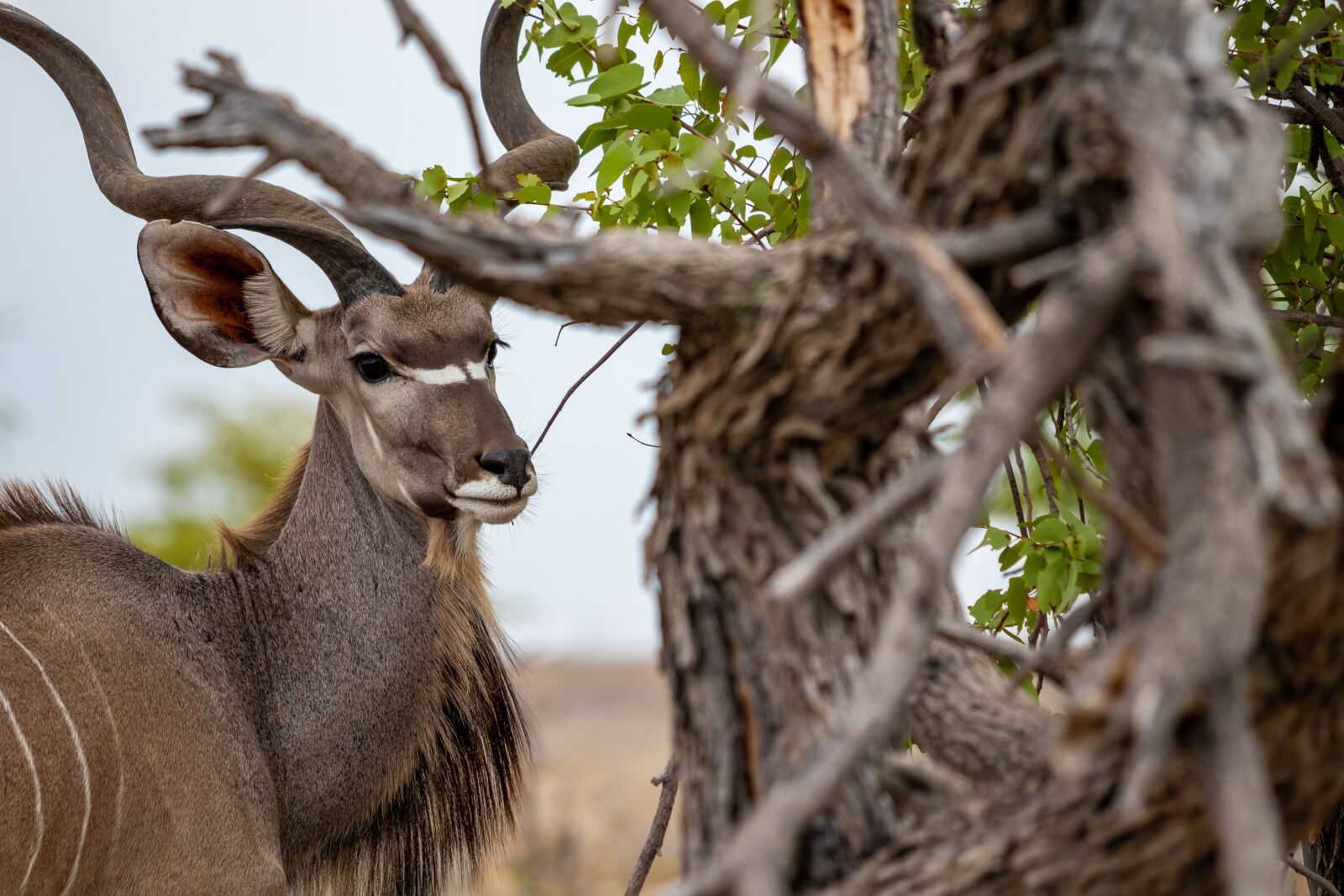 Canon EF 70-200mm F4L IS II USM sample photo. Animal, africa, kudu photography