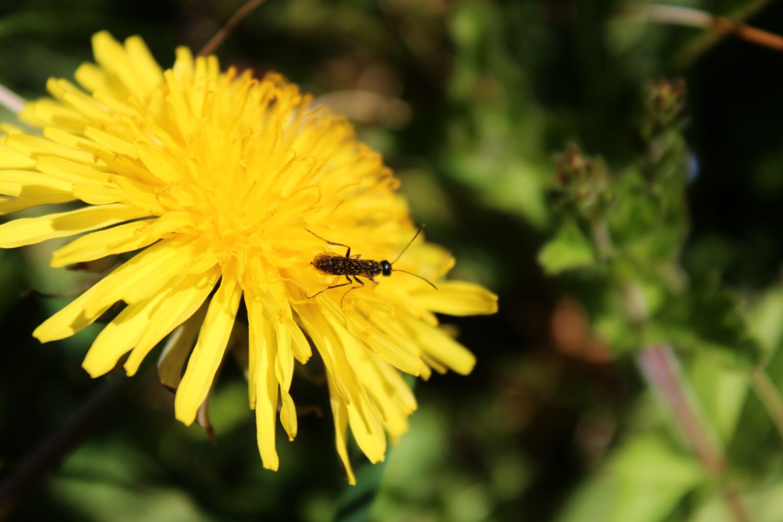 Canon EOS 1300D (EOS Rebel T6 / EOS Kiss X80) sample photo. Sonchus oleraceus, mleczyk, ant photography