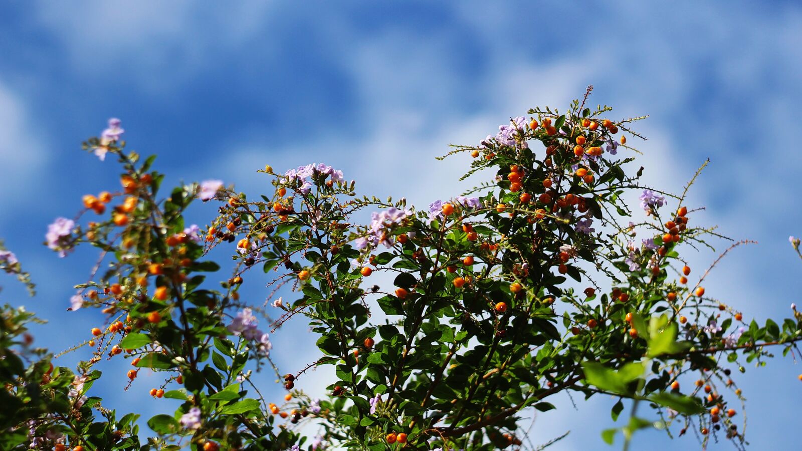 Canon EOS 100D (EOS Rebel SL1 / EOS Kiss X7) sample photo. Summer, sky, clouds photography