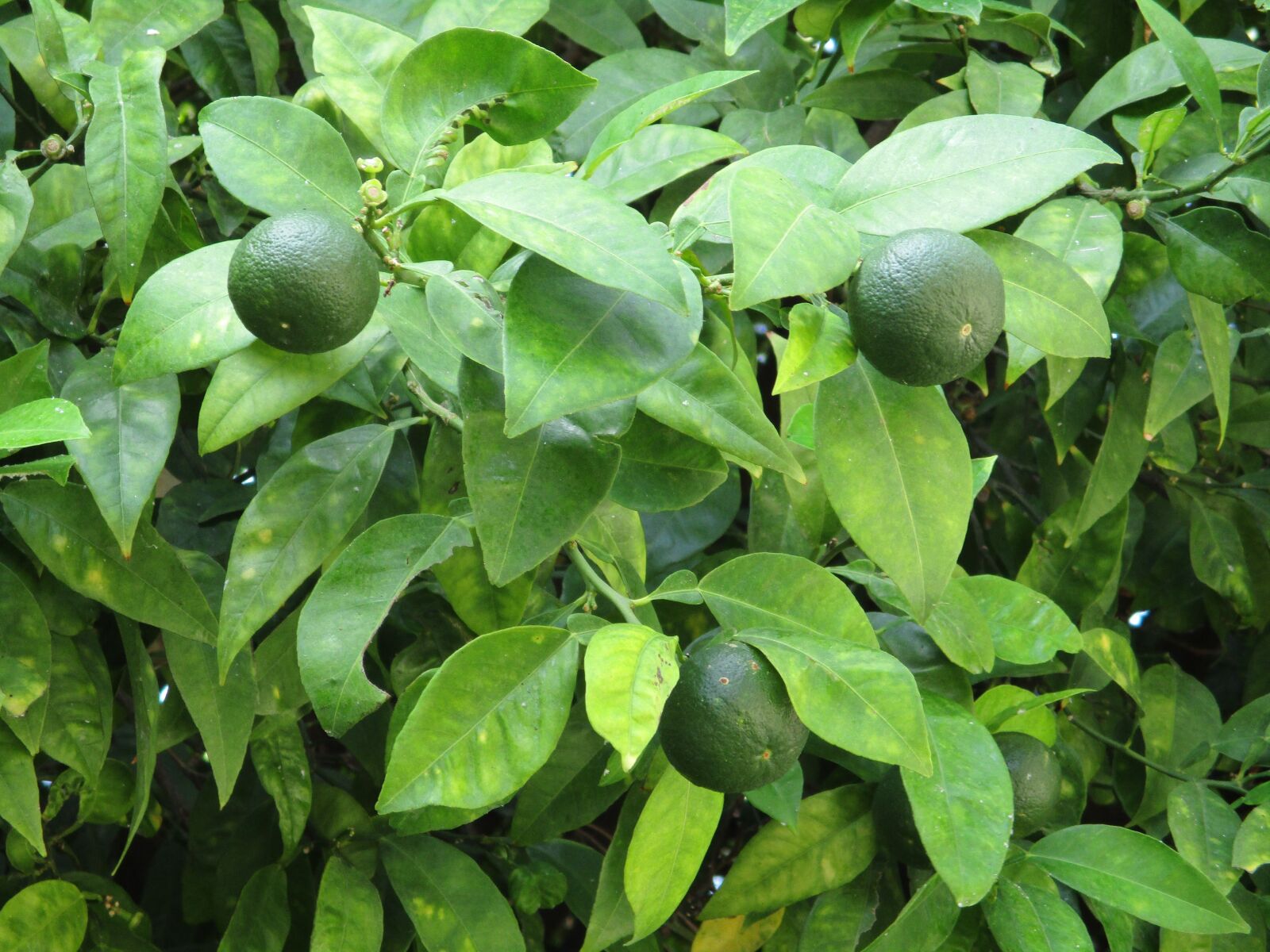 Canon IXUS 185 sample photo. Lime, lime tree, fruit photography