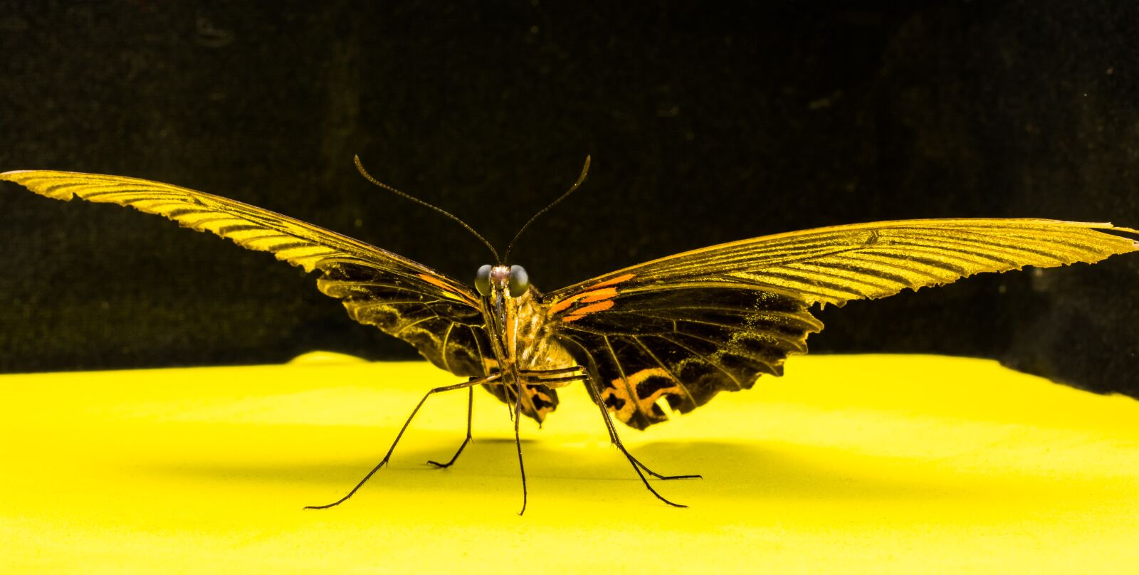 Nikon D5200 sample photo. Butterfly, insect photography