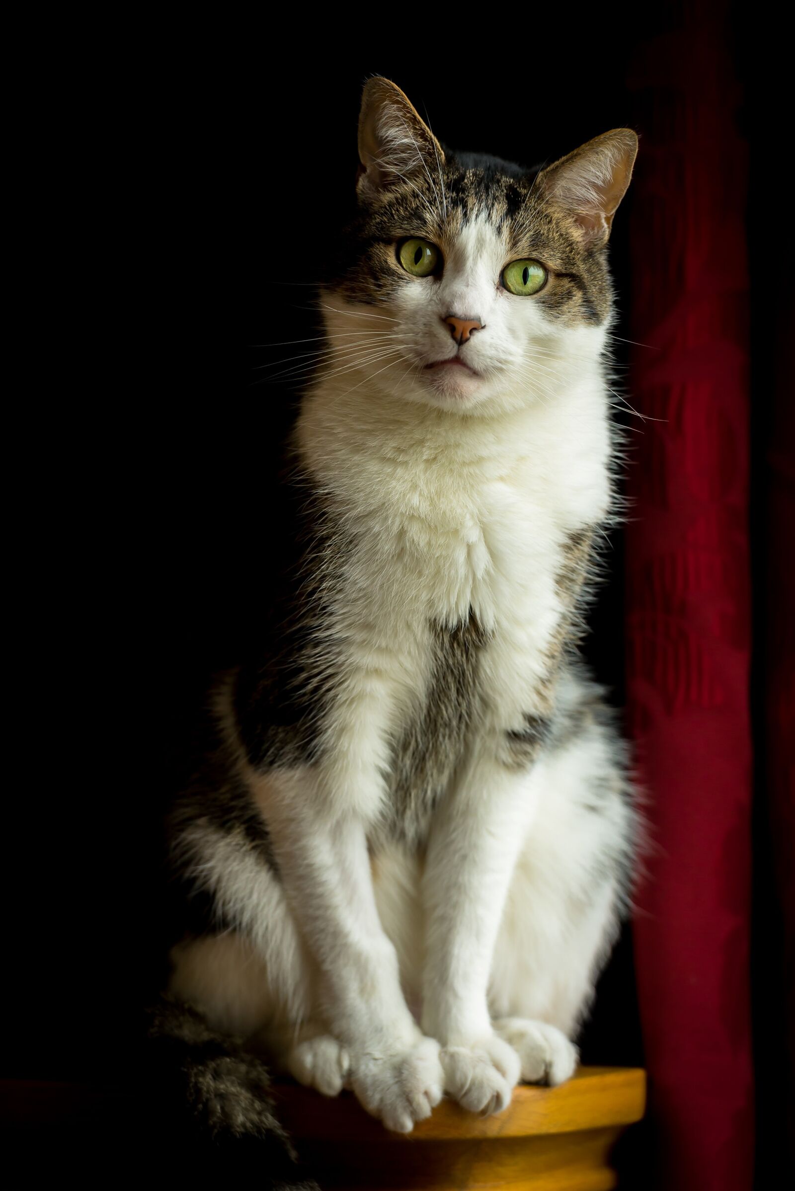 Nikon D600 sample photo. Cat, portrait, domestic photography