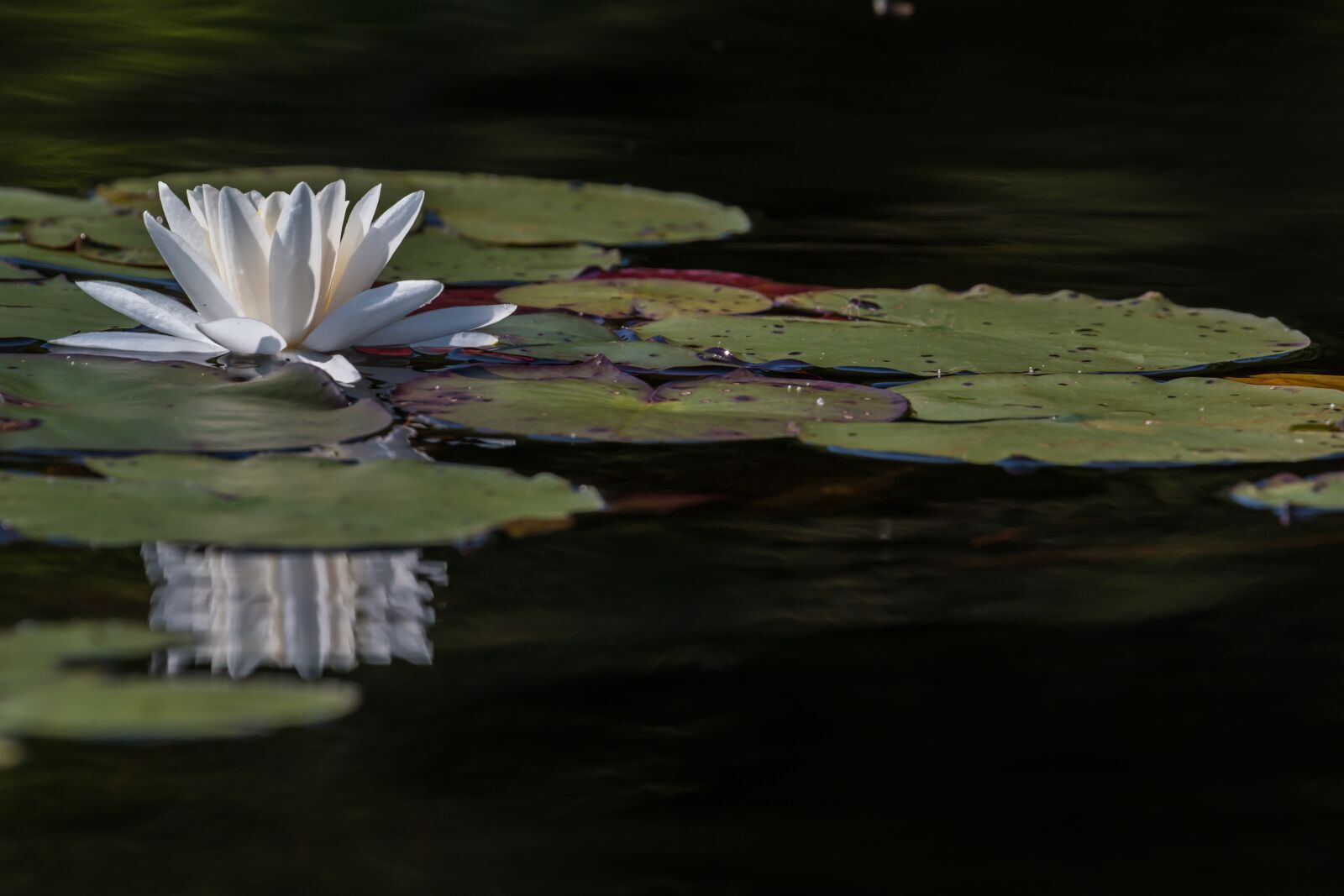 Canon EOS 70D + Canon EF 100-400mm F4.5-5.6L IS II USM sample photo. Lilly, water, flower photography