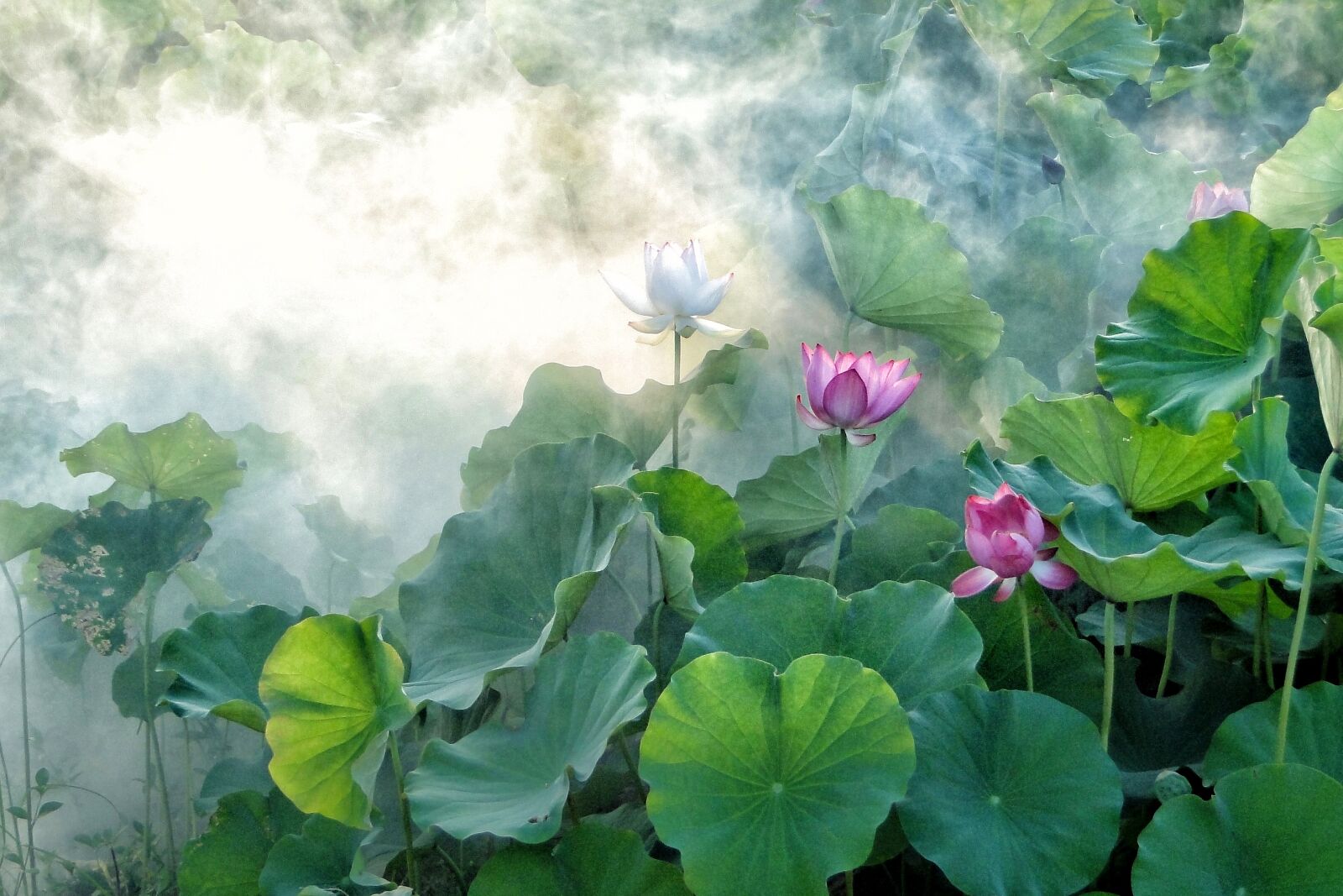 Sony Cyber-shot DSC-HX1 sample photo. Lotus, summer, hasuike photography