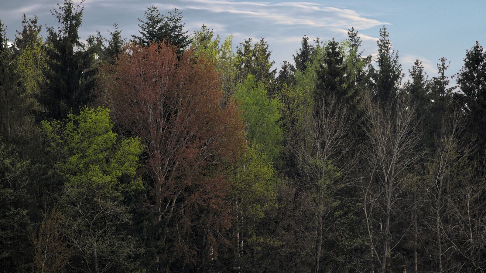 Canon EOS 77D (EOS 9000D / EOS 770D) sample photo. Tree, landscape, forest photography