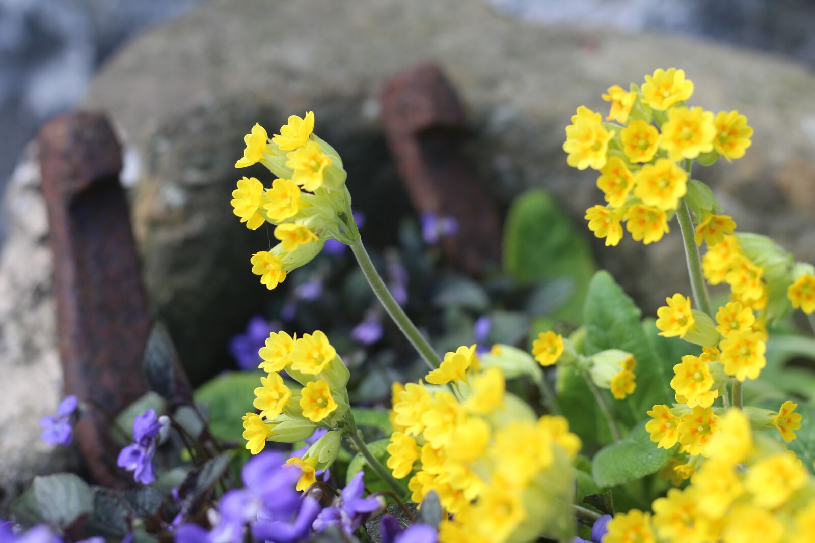 Canon EOS 1300D (EOS Rebel T6 / EOS Kiss X80) + Canon EF 50mm F1.8 STM sample photo. Spring, violet, yellow photography
