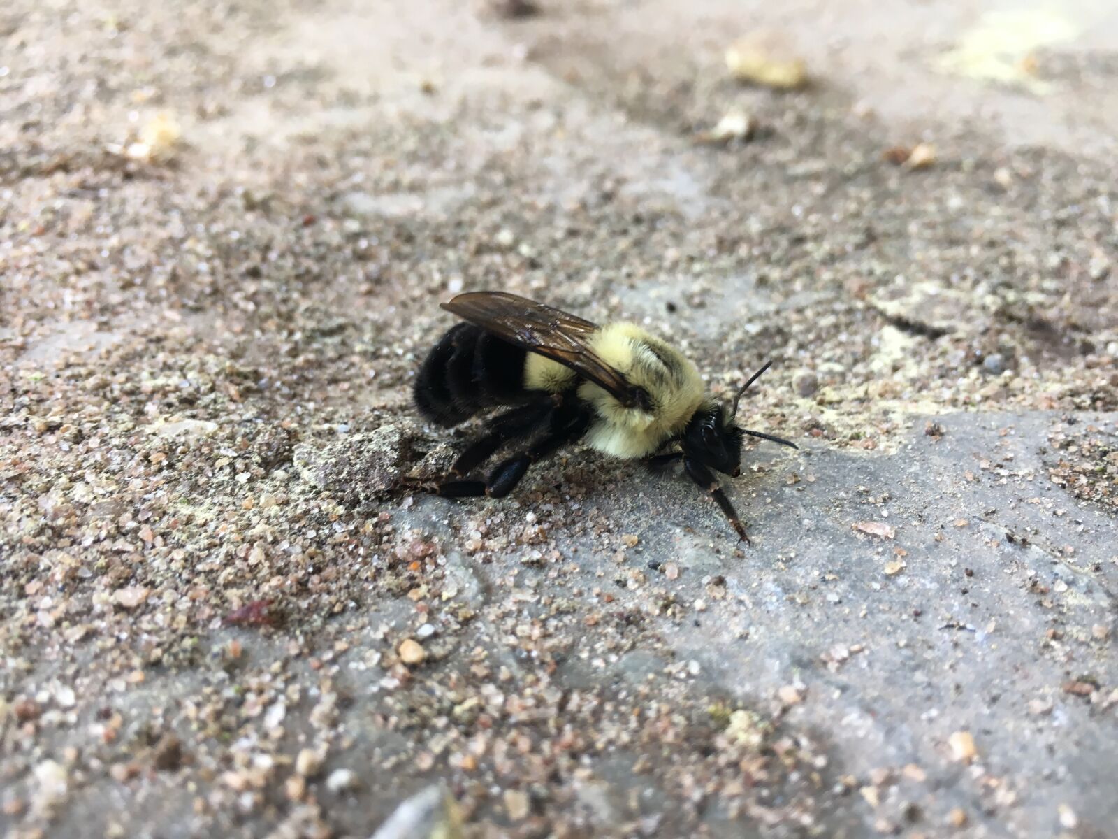 Apple iPhone 6s sample photo. Nature, animal, outdoors photography