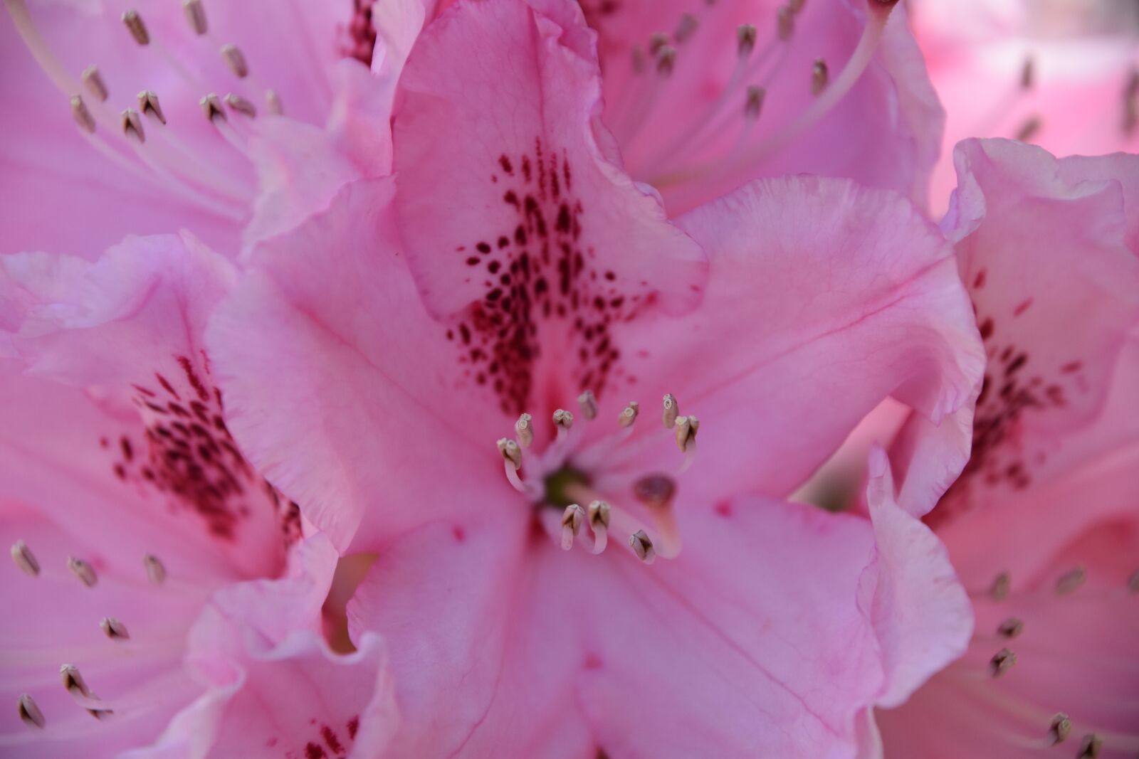 Nikon D5600 sample photo. Flowers, roses, petals photography