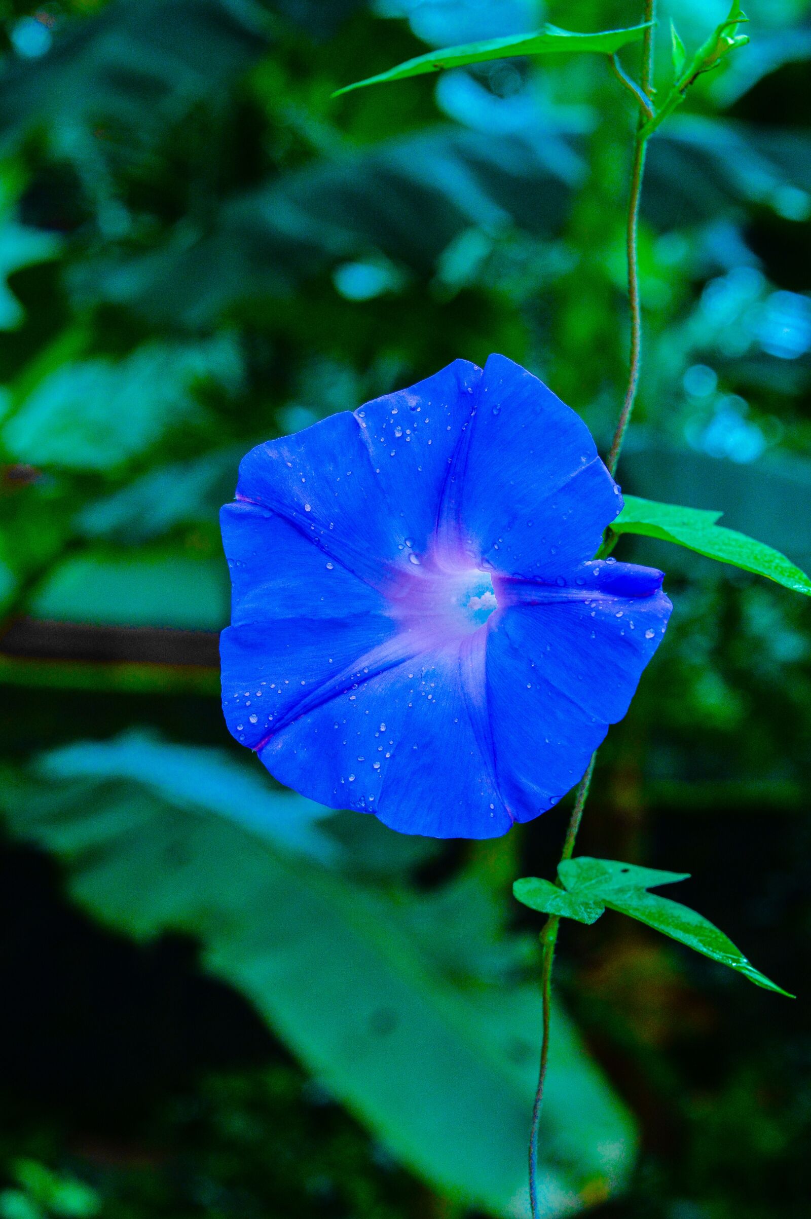 Nikon D3200 sample photo. Flower, kerala, violet photography