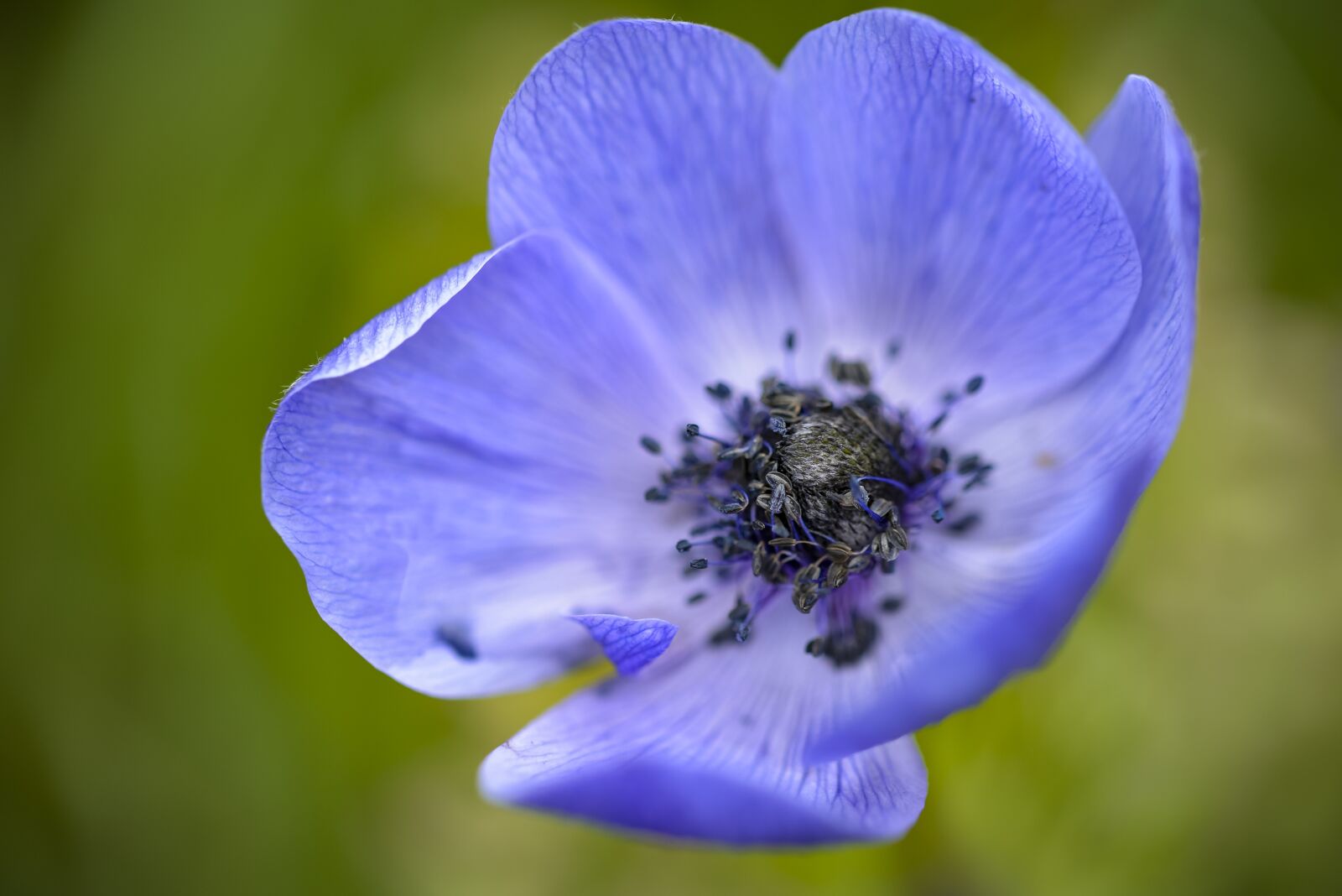 Nikon D610 sample photo. Anemone, purple, garden photography