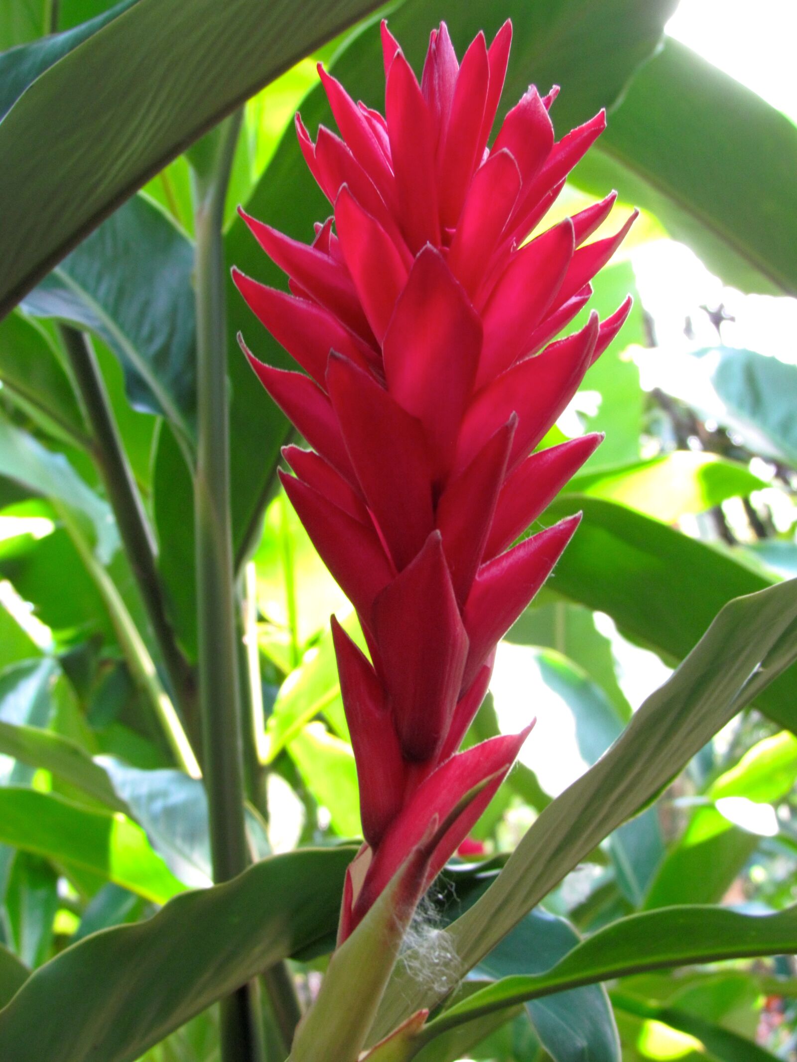 Canon PowerShot SX30 IS sample photo. Flower, nature, plants photography
