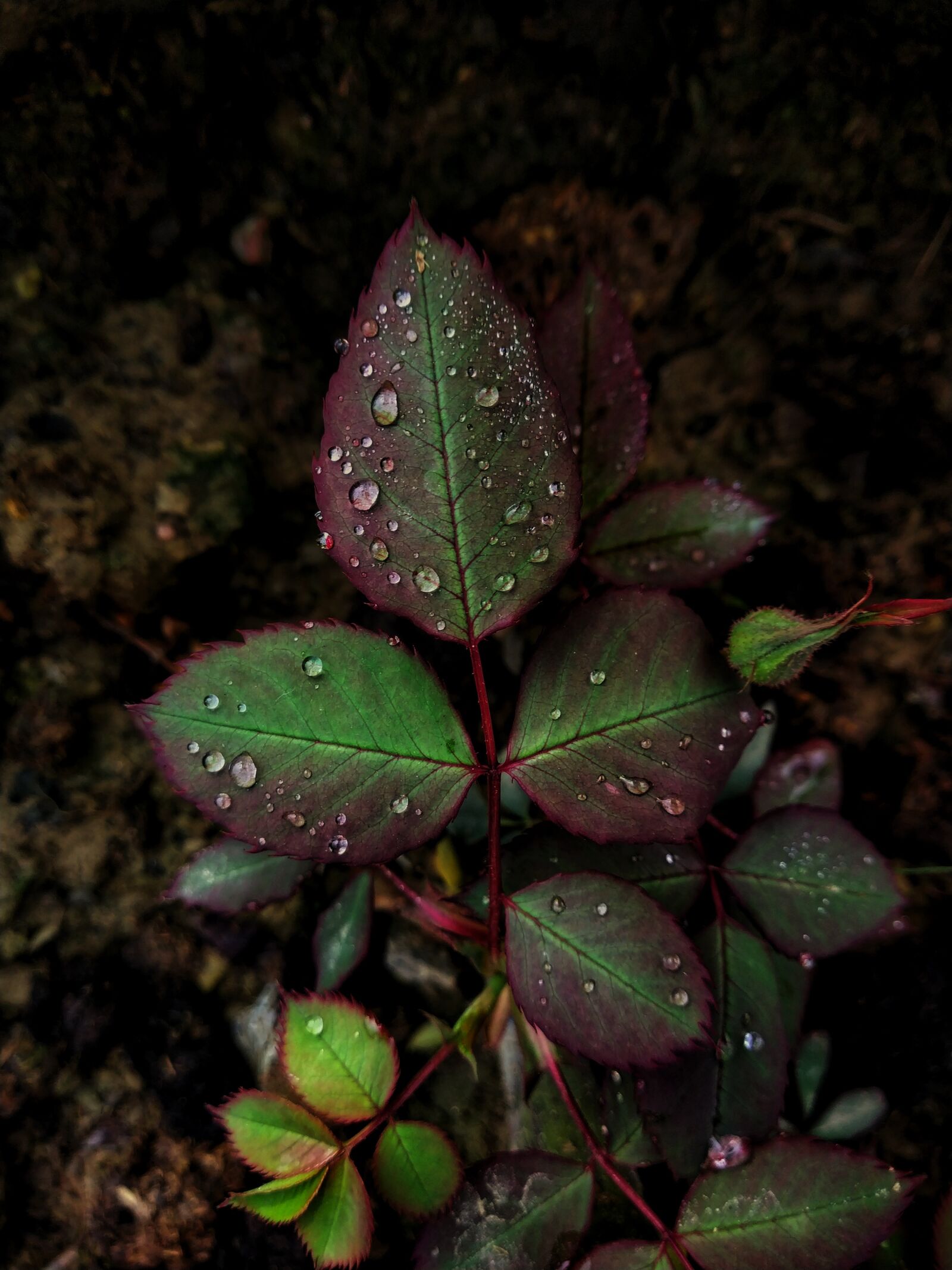 Xiaomi Redmi Note 5 Pro sample photo. Leafs, green leaf, blurred photography