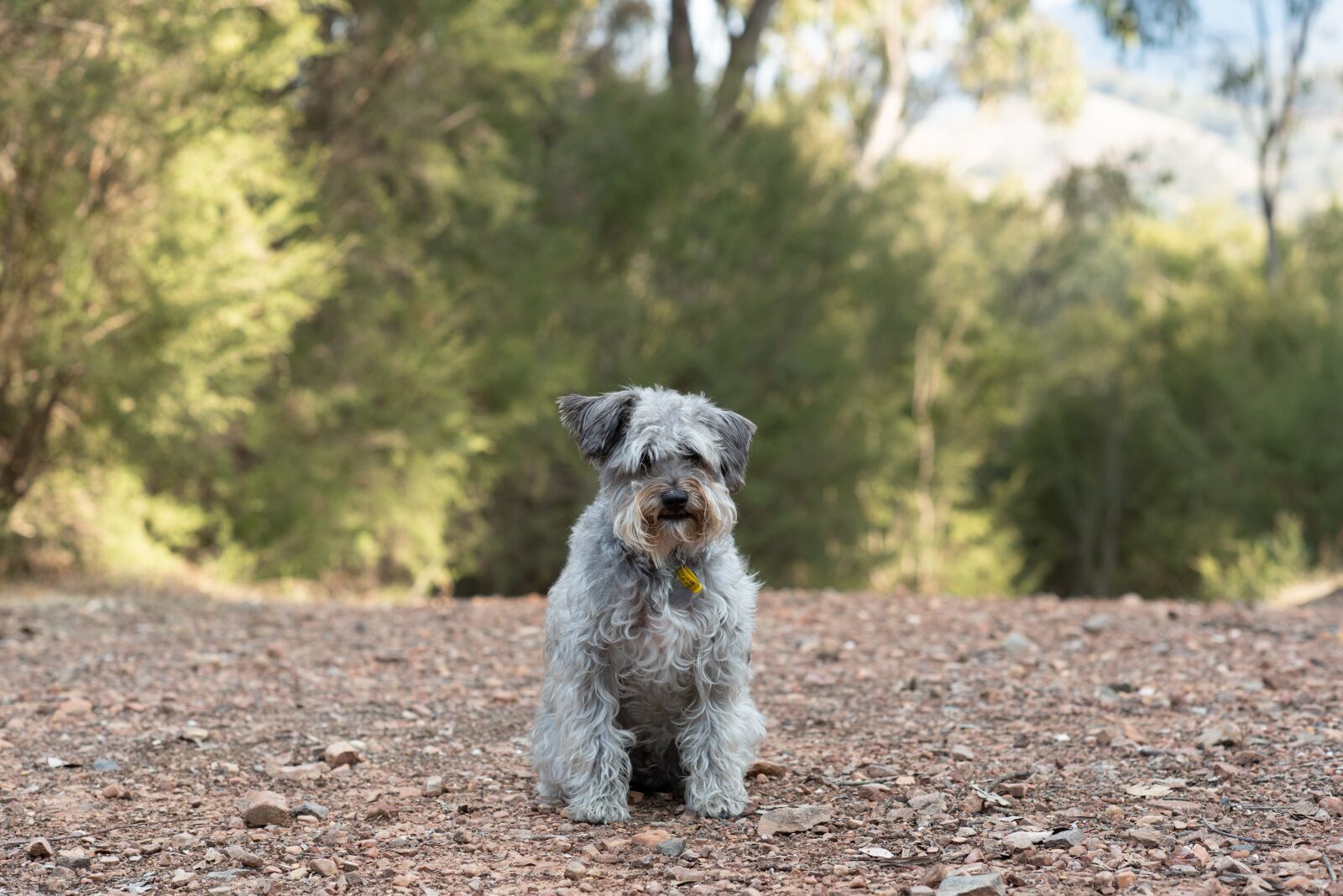 Nikon D750 sample photo. Schnoodle, dog, canine photography