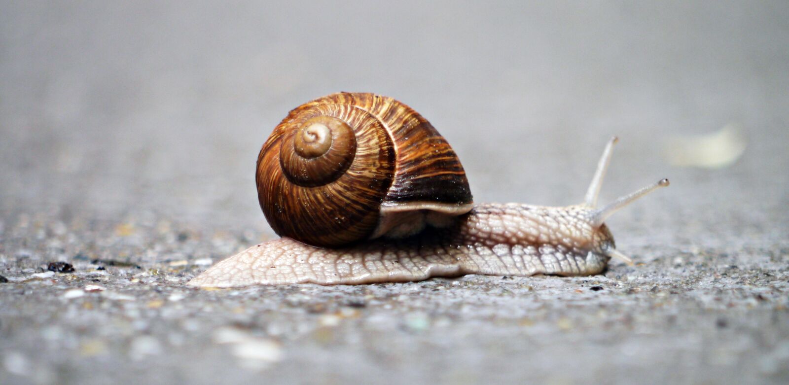 Panasonic Lumix DMC-G3 sample photo. Snail, animal, snail shell photography
