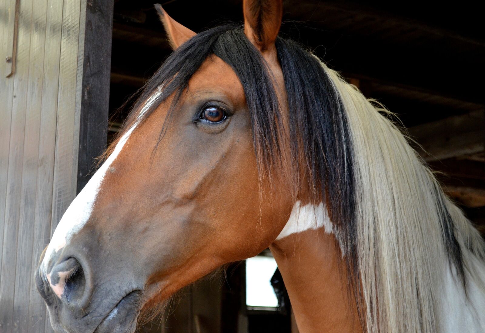Nikon D5100 sample photo. Horse, pferdeportrait, andalusian quater photography