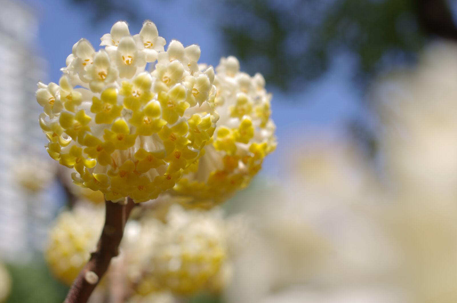 Pentax K-r sample photo. Flower, flowers and plants photography