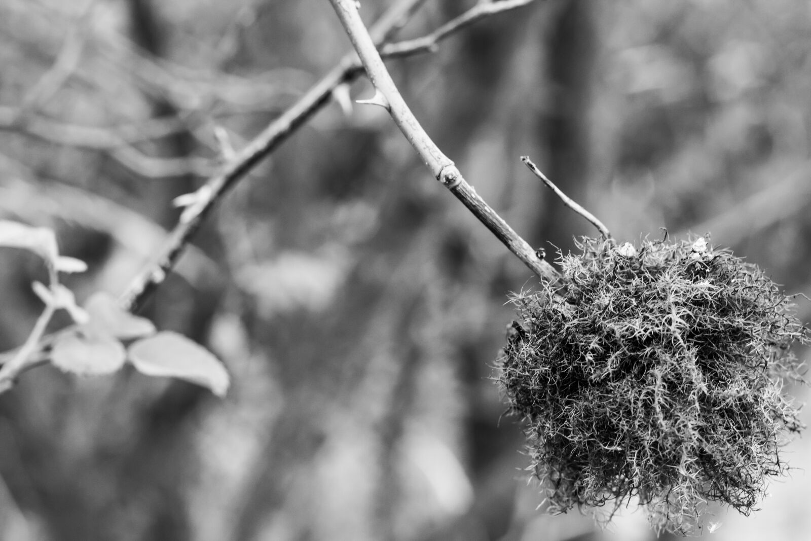 Canon EOS 700D (EOS Rebel T5i / EOS Kiss X7i) + Canon EF 50mm F1.8 STM sample photo. Flower, nature, forest photography