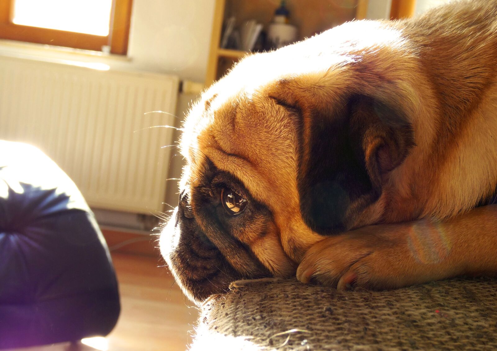 Samsung WB2200F sample photo. Pug, dog, cute photography