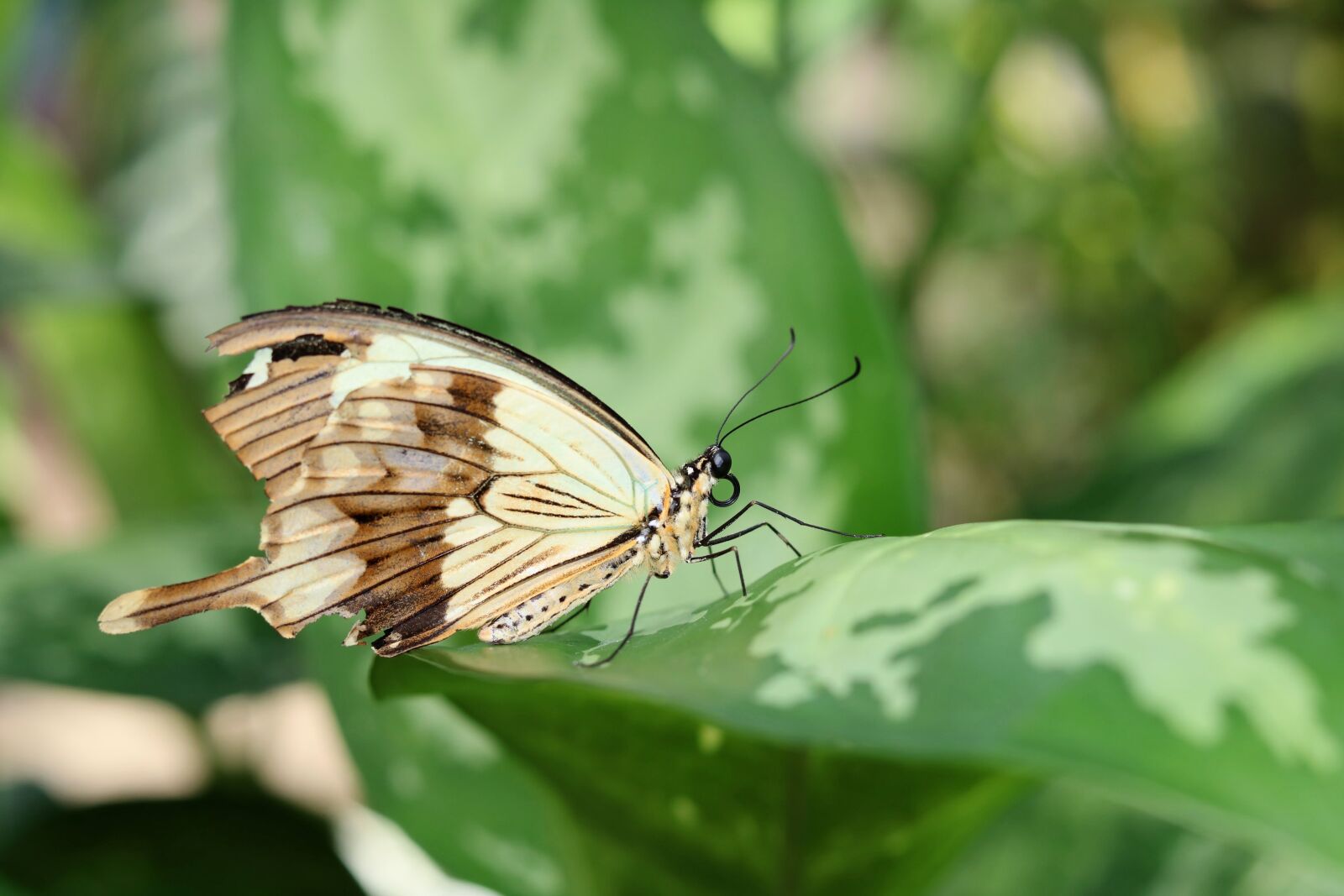 Canon EOS 750D (EOS Rebel T6i / EOS Kiss X8i) sample photo. Nature, butterfly, insect photography