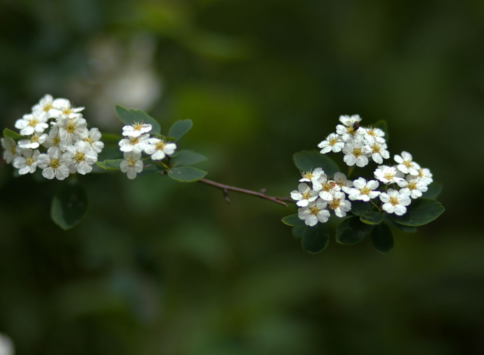Canon EF 85mm F1.8 USM sample photo. Flowers, white, wild photography